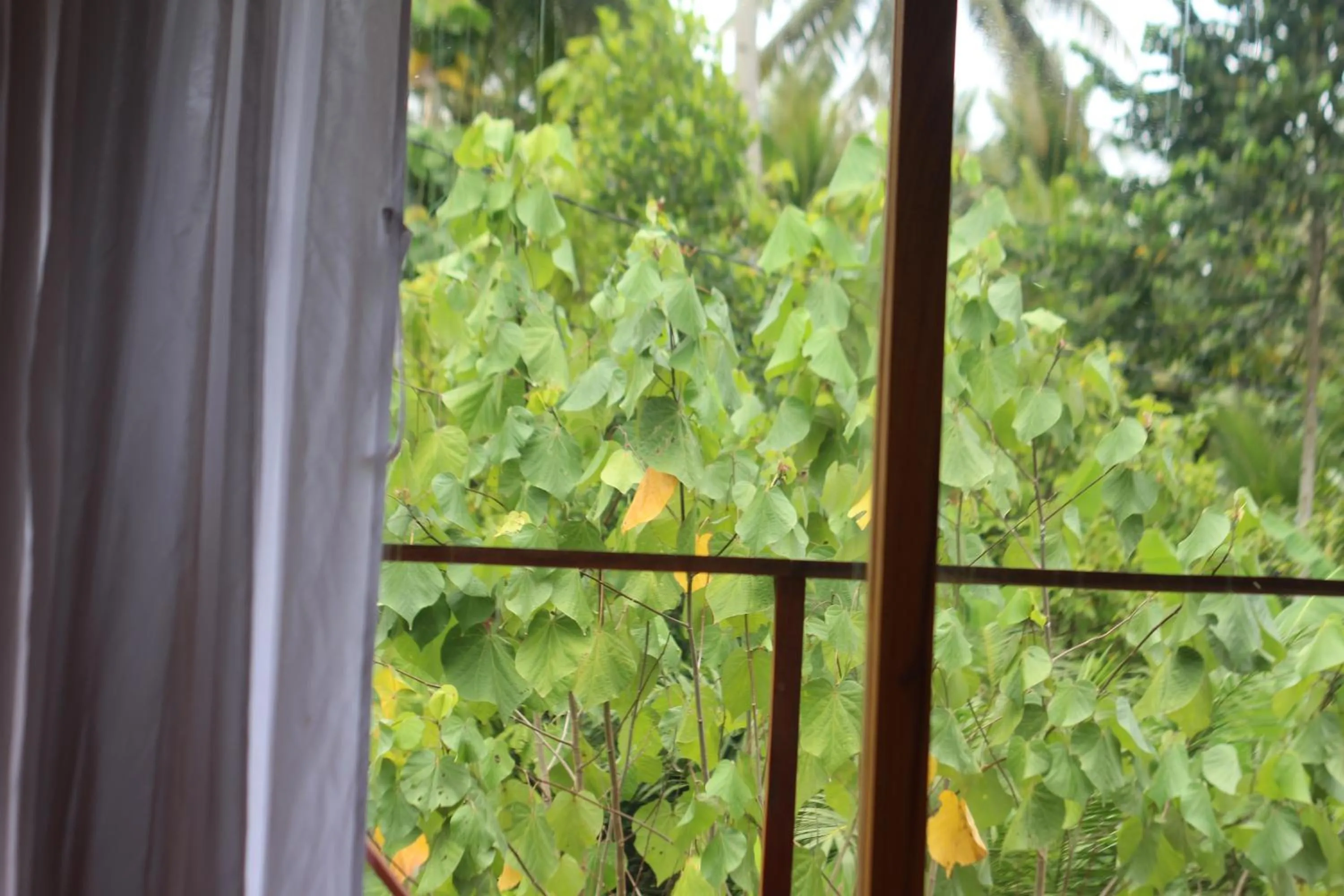 Jungle House - surf & stay