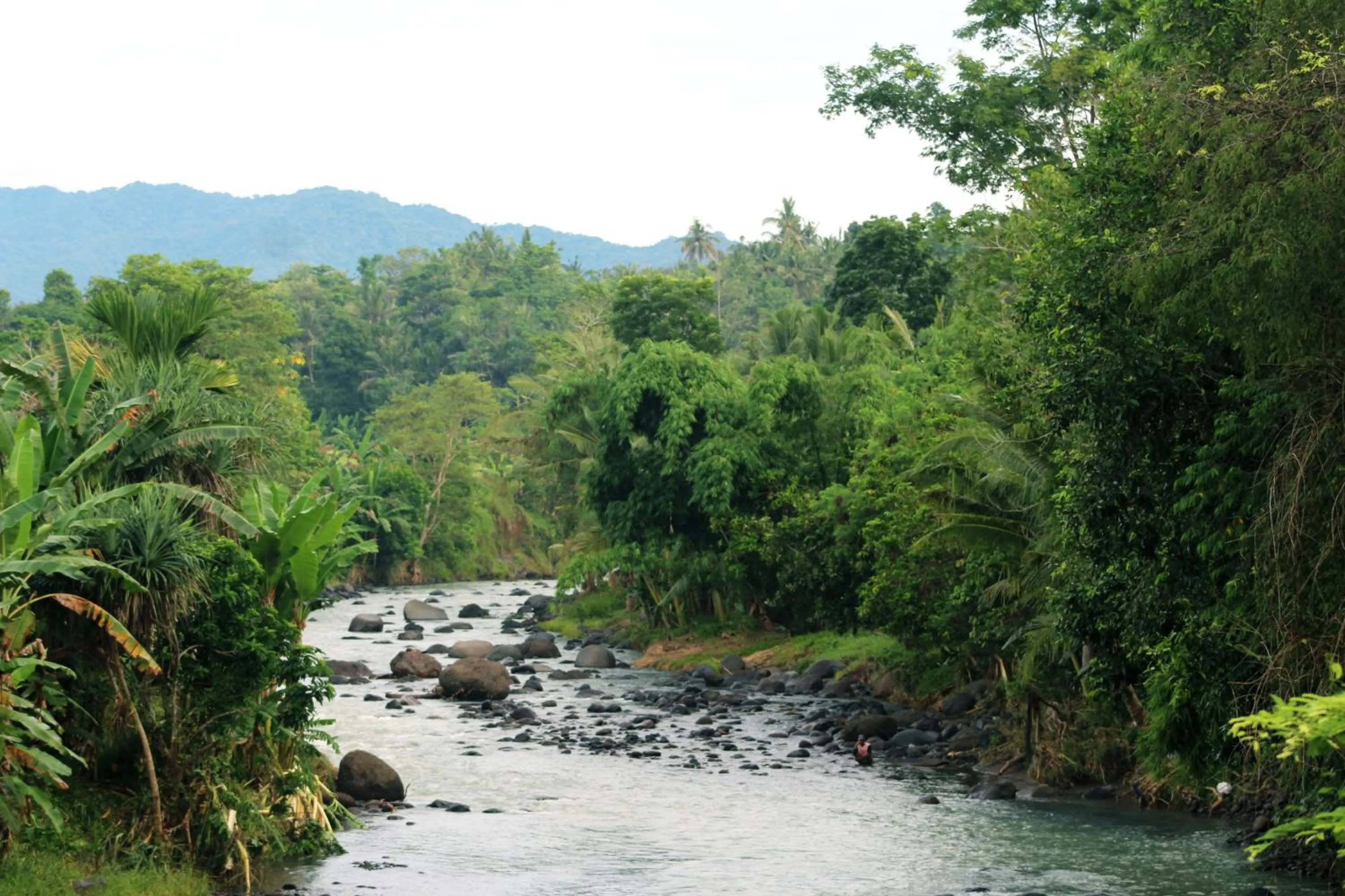 Jungle House - surf & stay