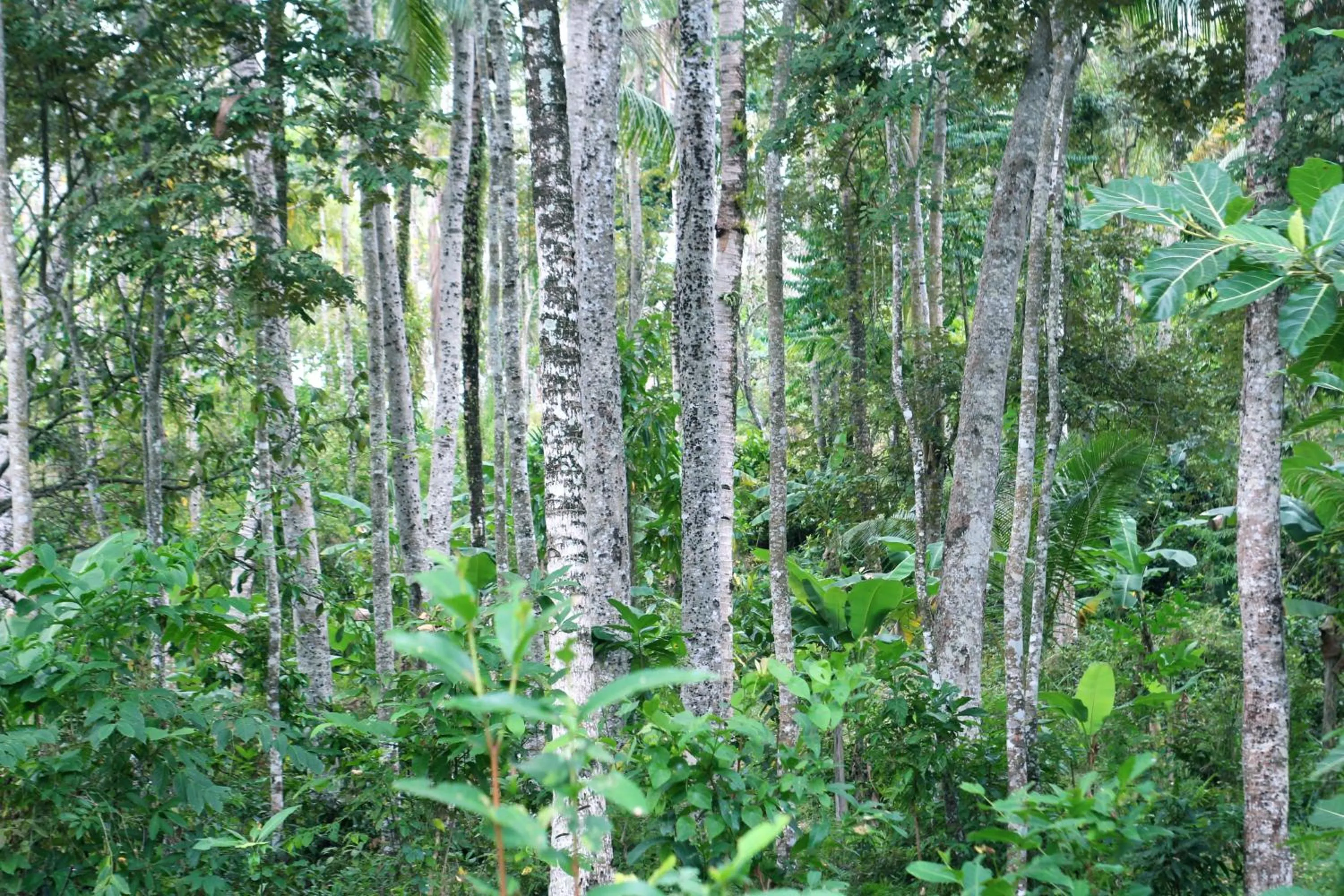 Jungle House - surf & stay