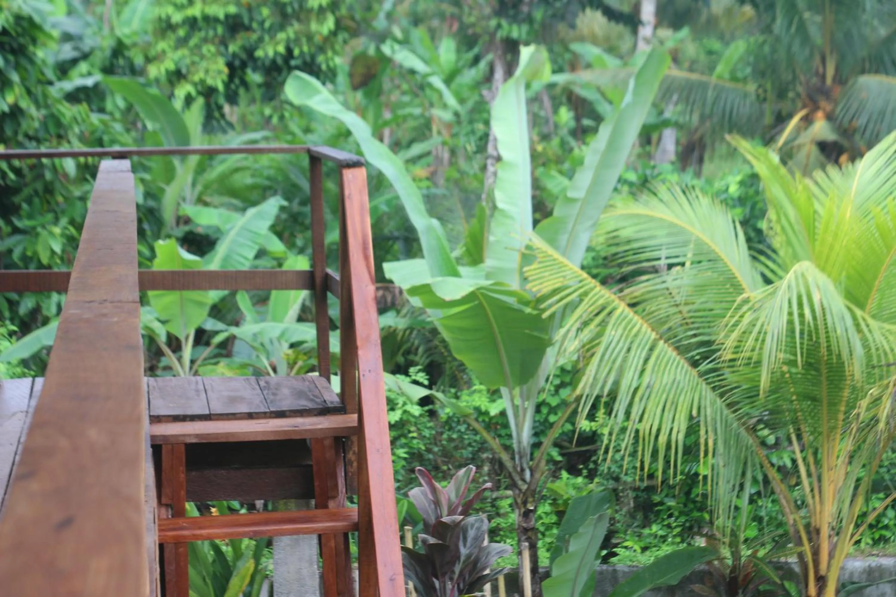 Natural landscape in Jungle House - surf & stay
