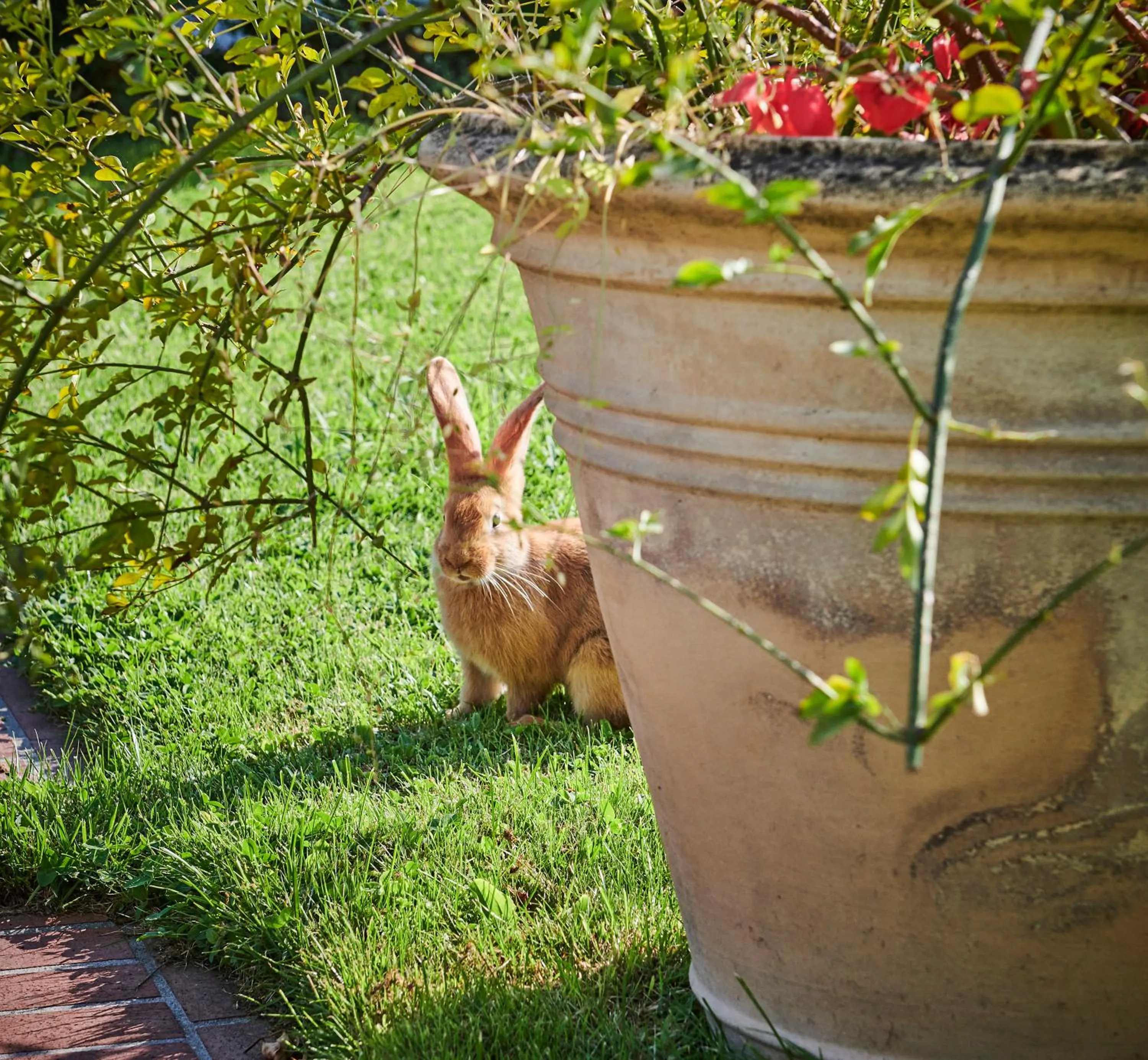 Animals in Château Saint-Martin & Spa, Oetker Hotels