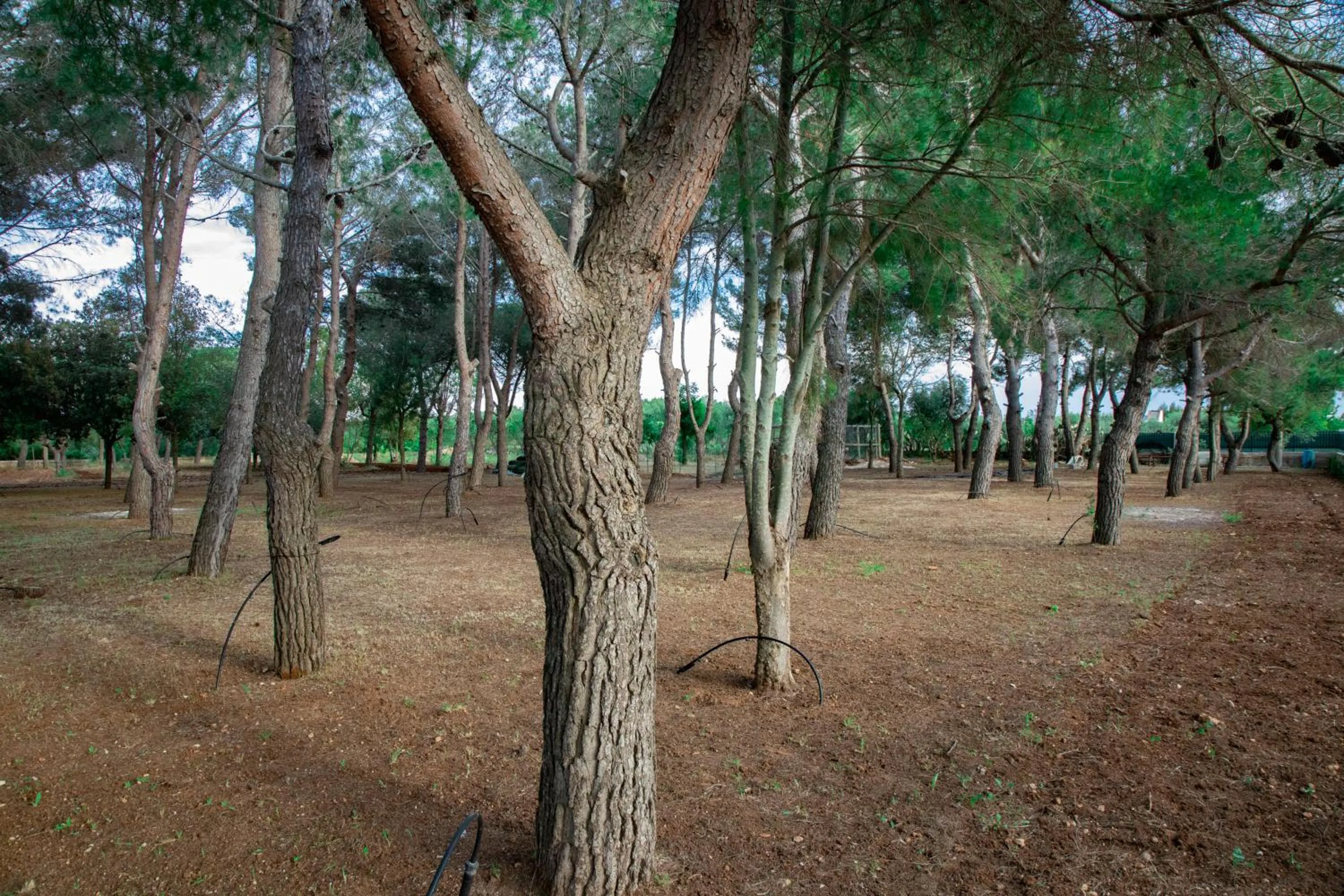 Garden in Relais d 'Itria