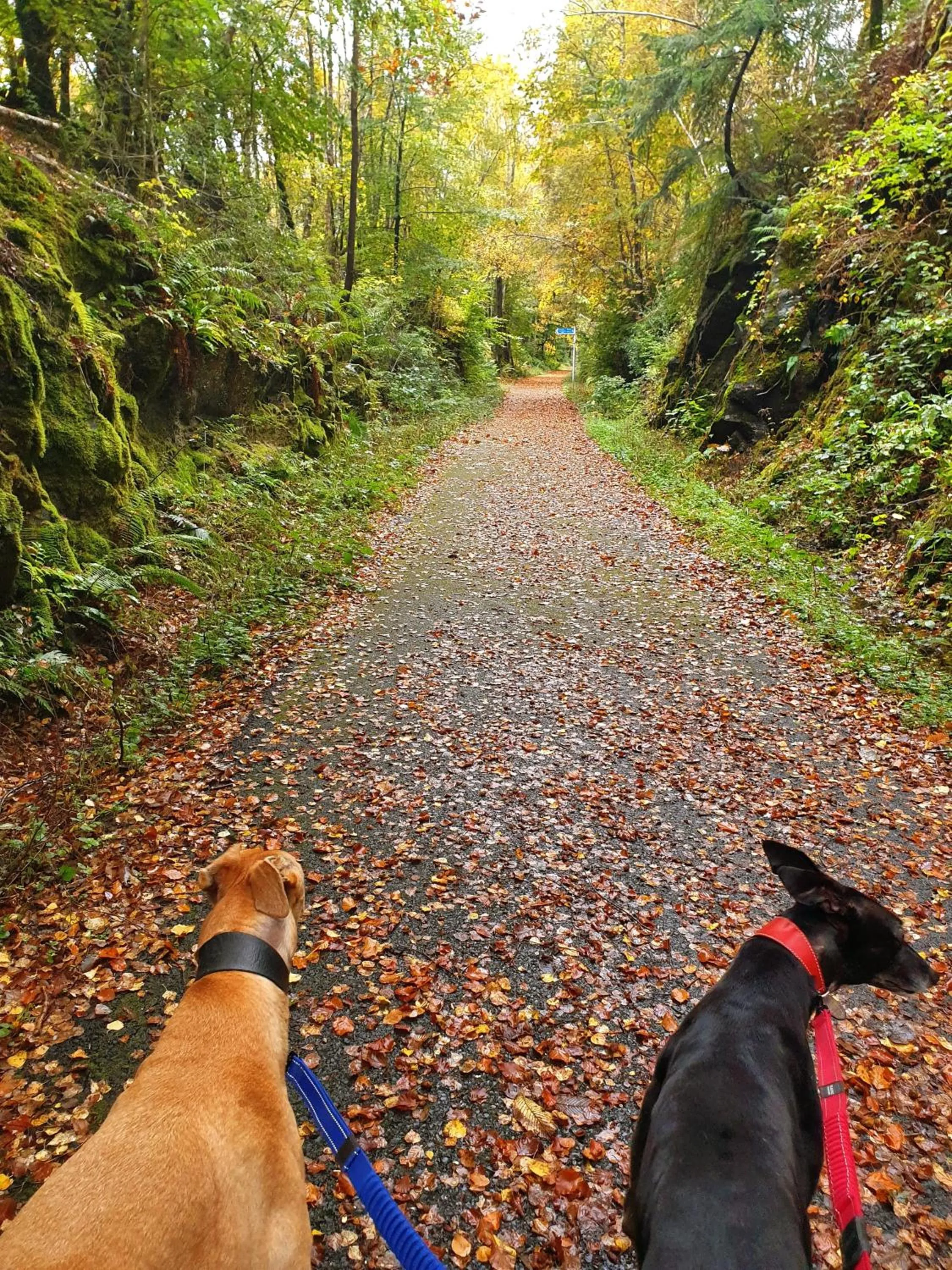 Pets in Achray House Restaurant with Rooms