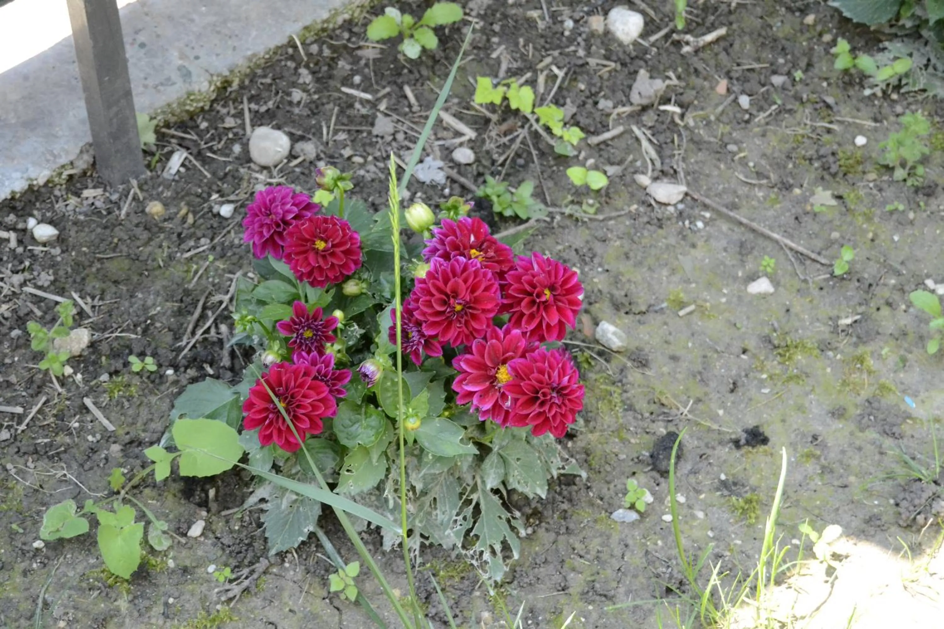 Garden in Il Sole e la Luna B&B in Garda
