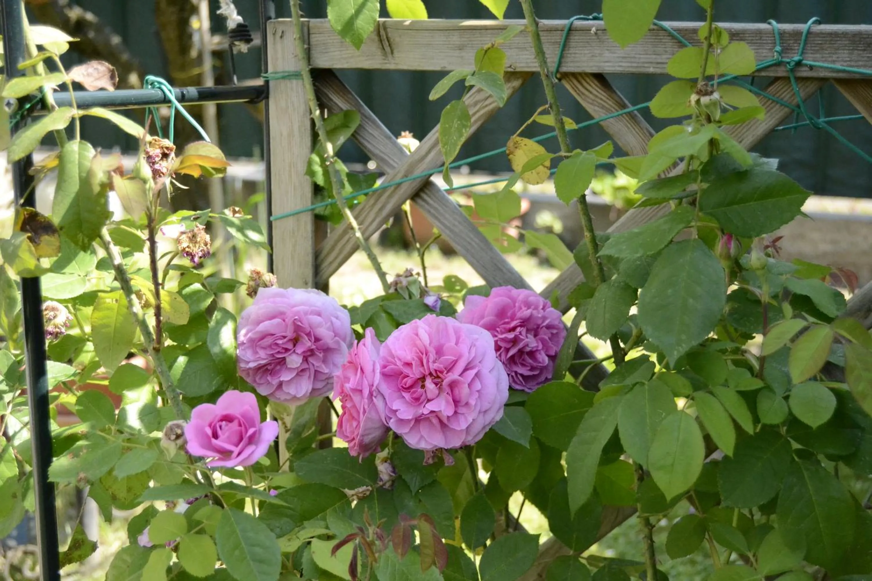 Garden in Il Sole e la Luna B&B in Garda