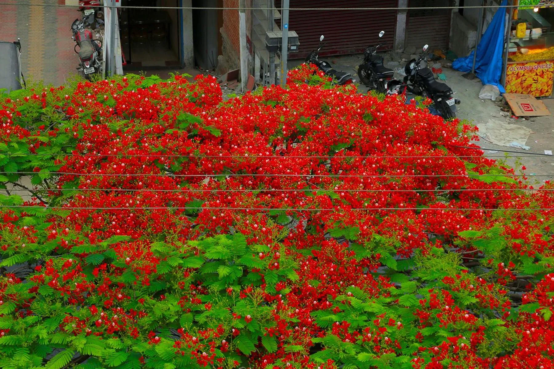 Garden in Woodside residency