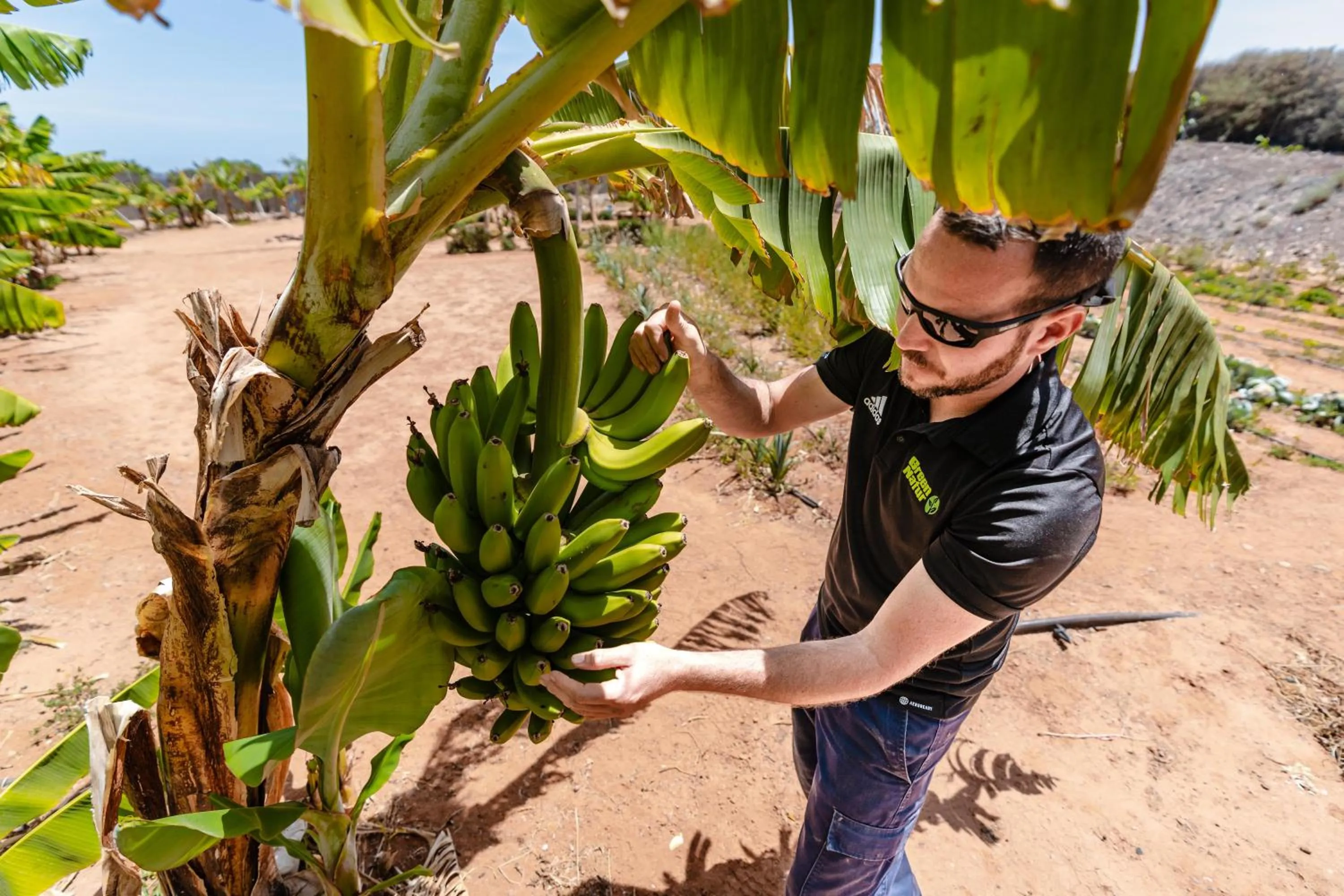 Garden in Playitas Aparthotel - Sports Resort