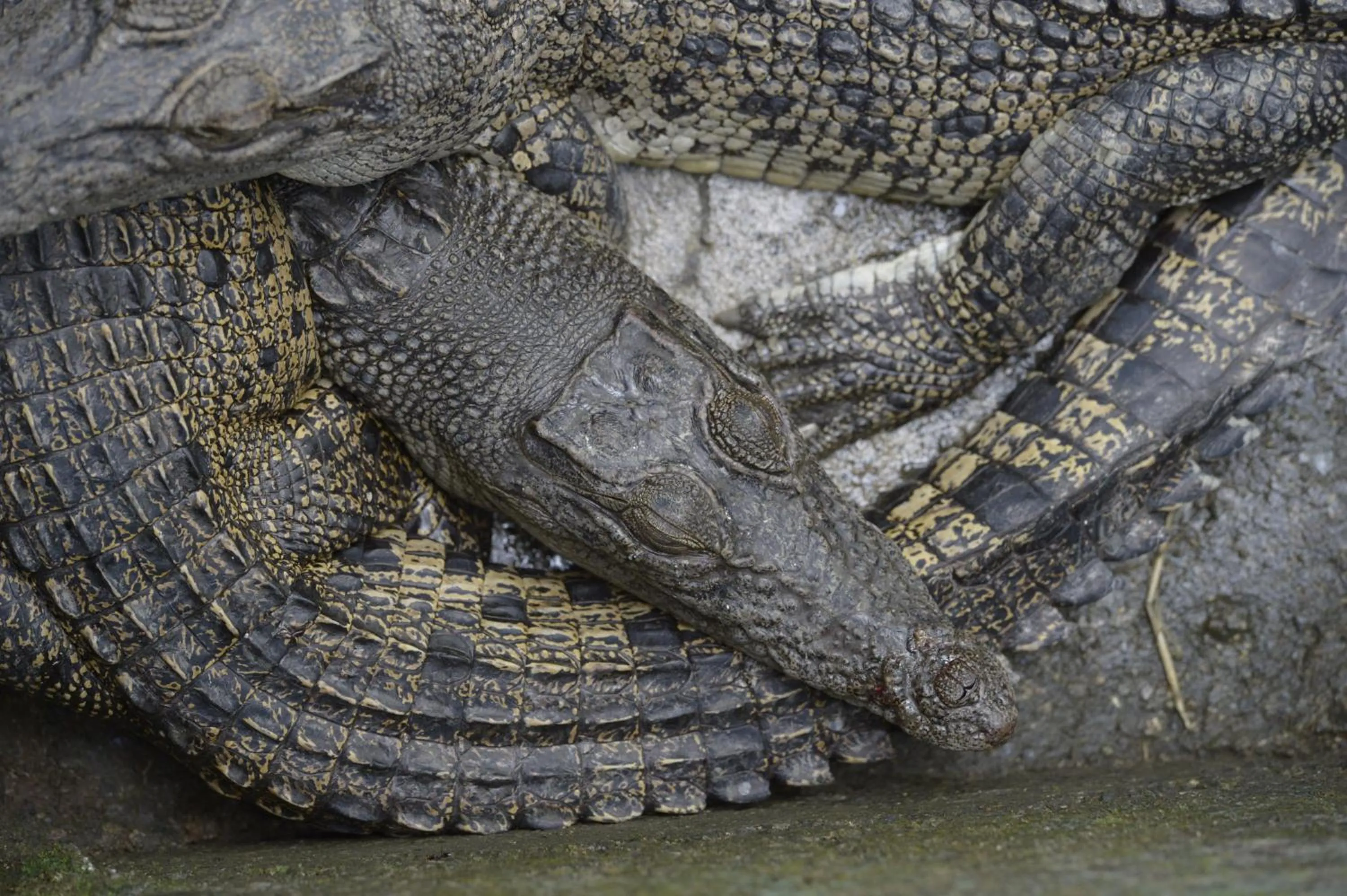 Off site in Gazelle International Hotel