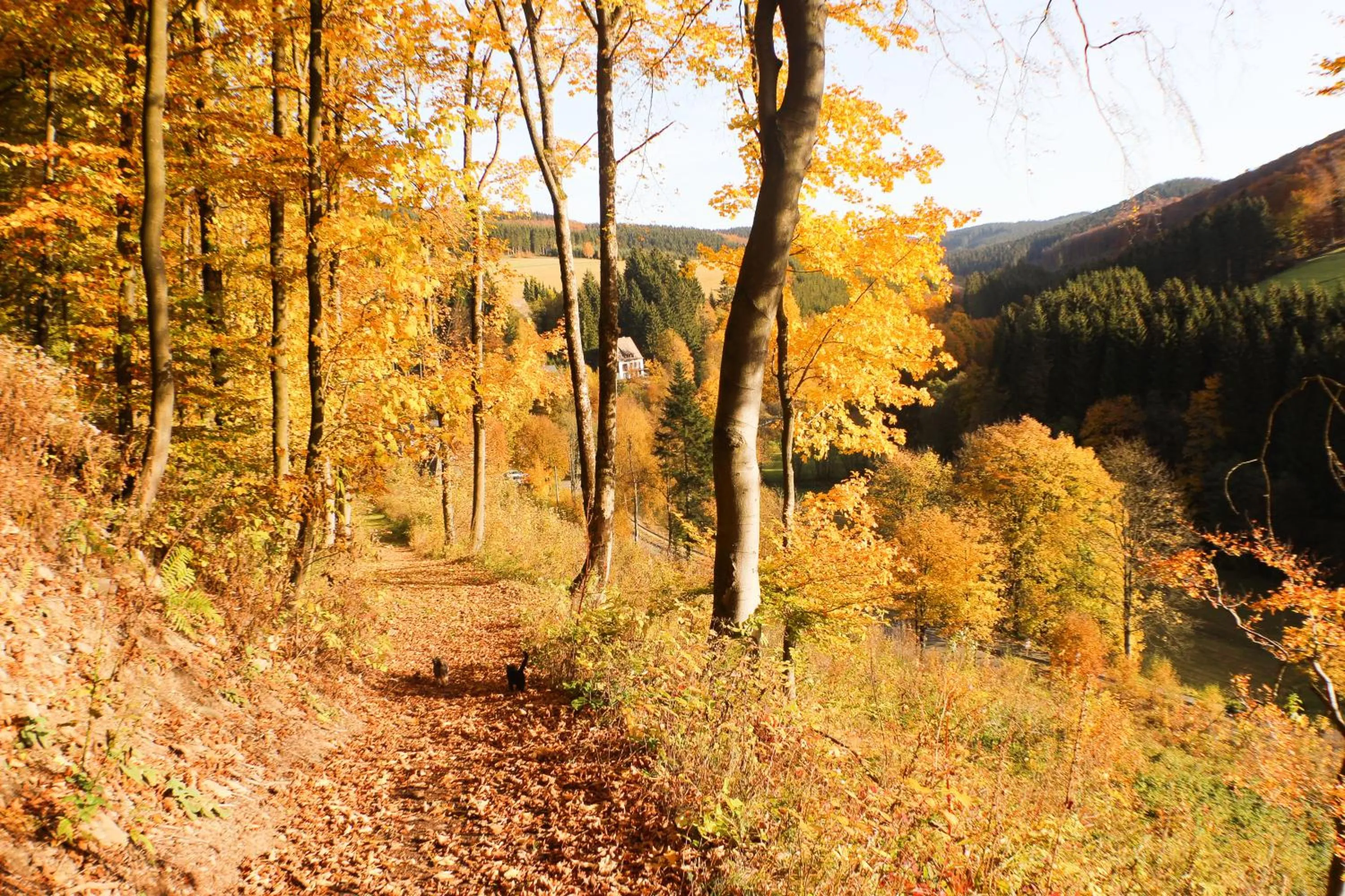Hiking in Gasthof Braun