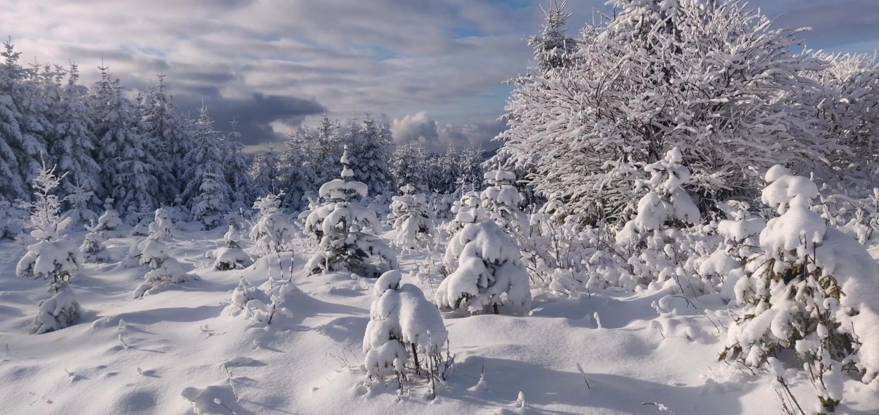 Natural landscape in Gasthof Braun