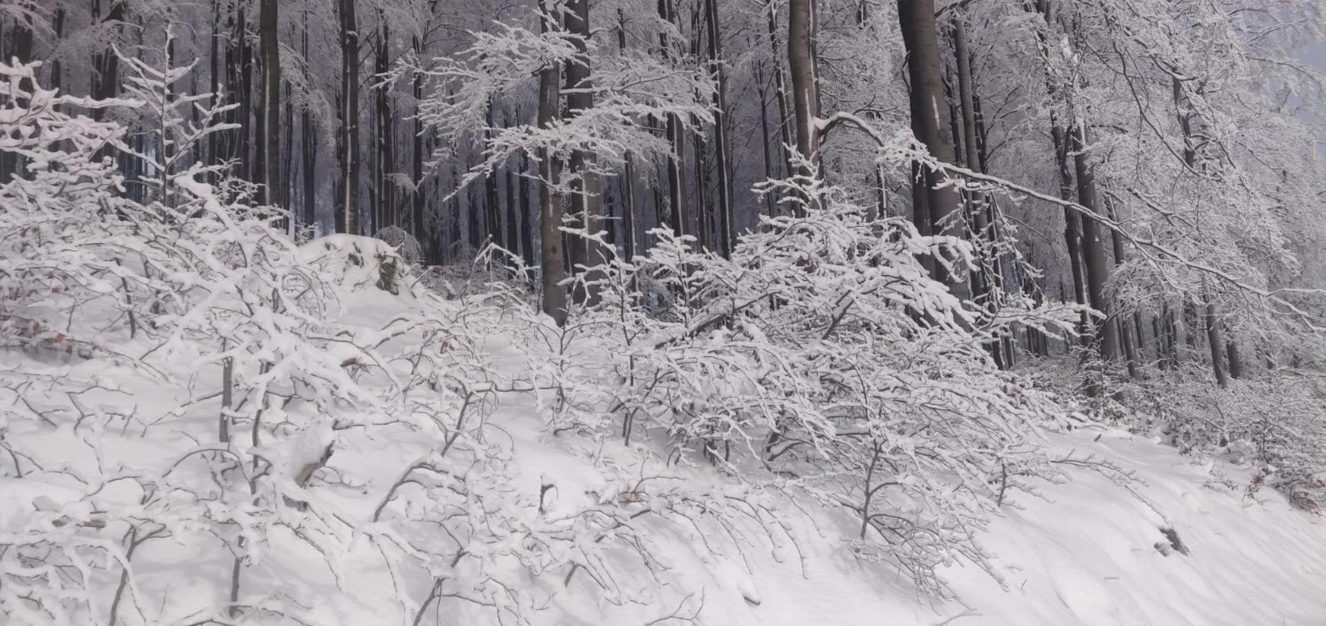Winter in Gasthof Braun