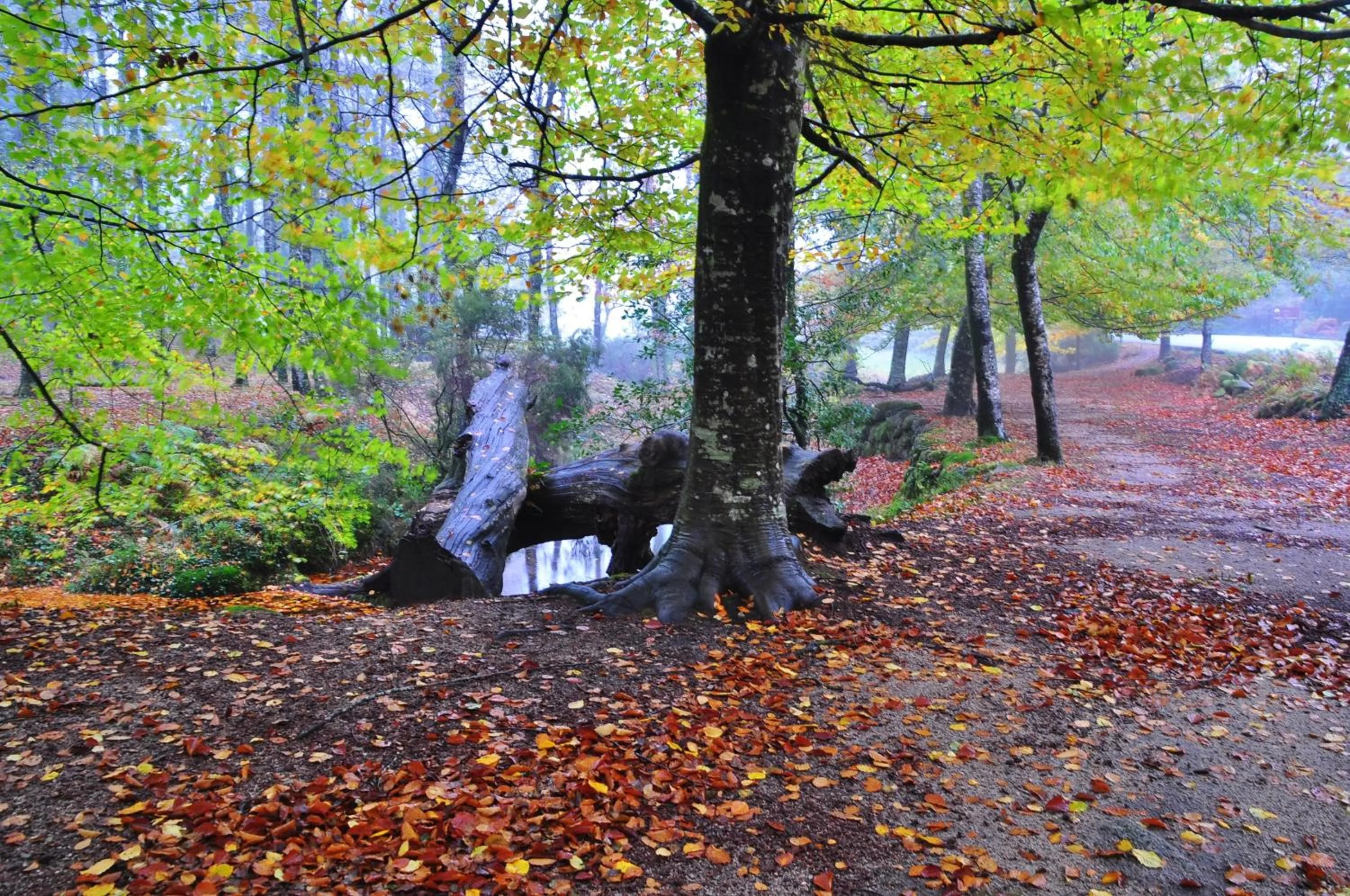 Activities in Adelaide Hotel