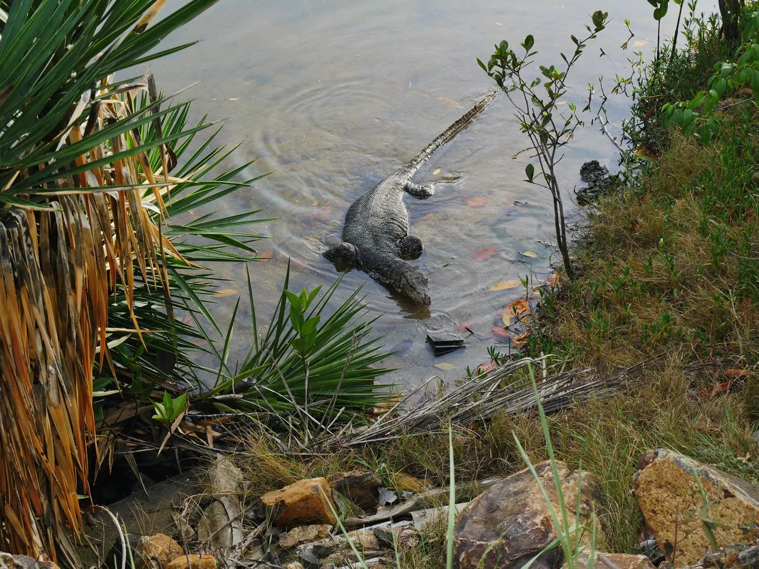 Animals in Lagoon Paradise Beach Resort