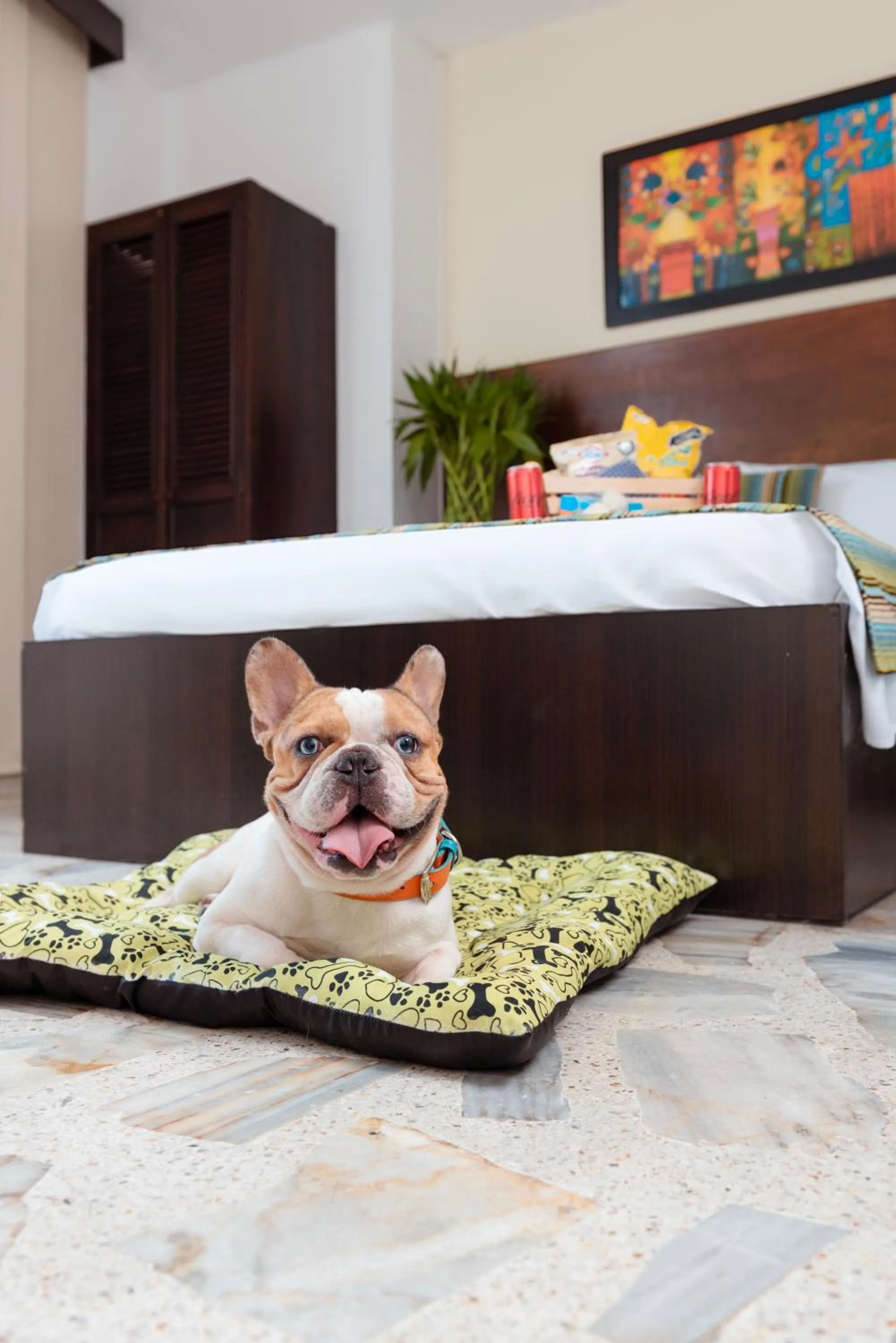 Pets in TAMA Hotel Granada Real Cali