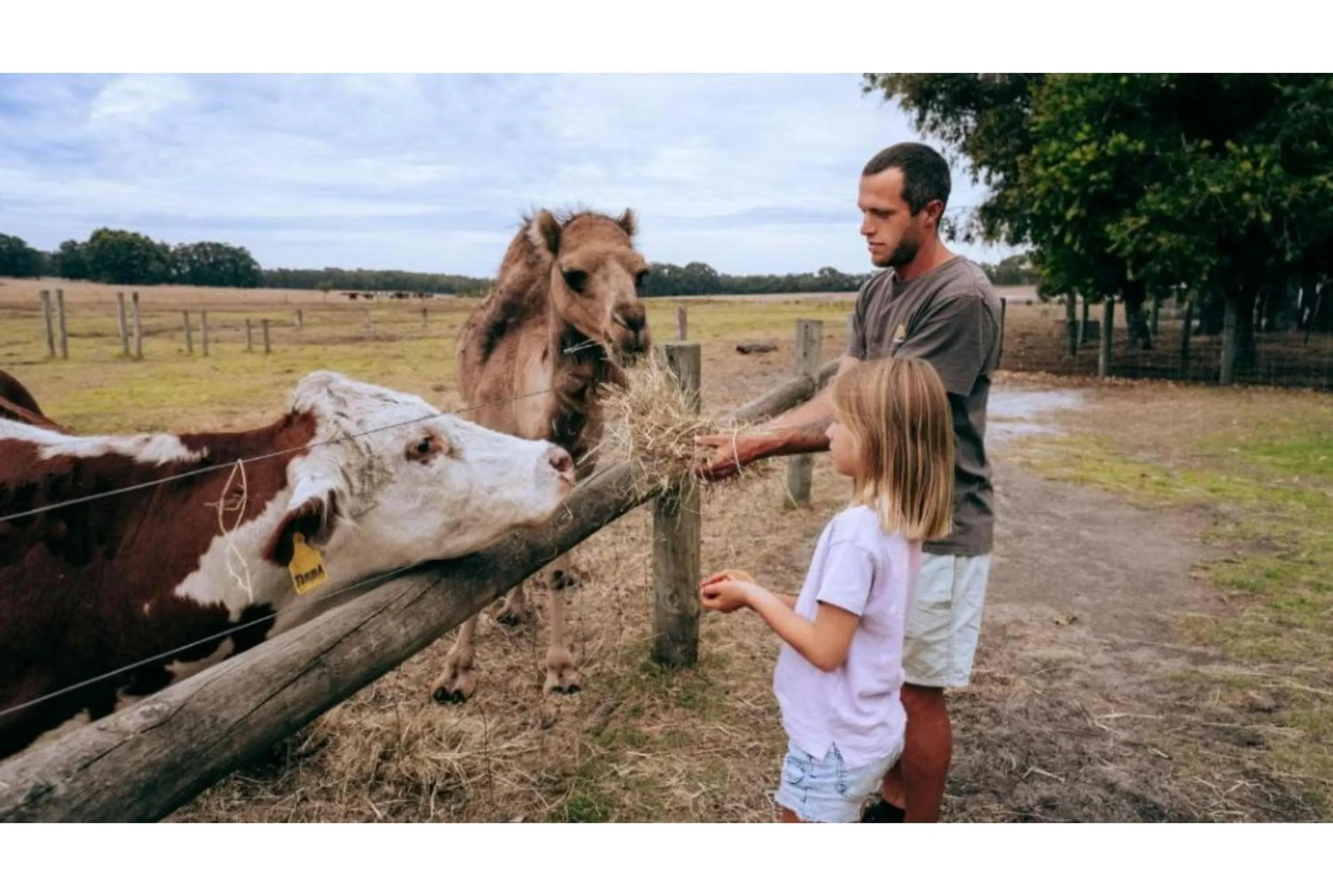 Animals in Discovery Parks Margaret River