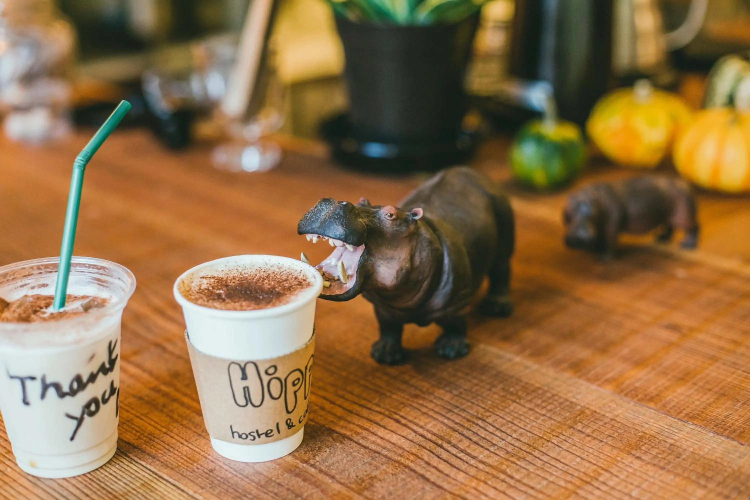 Non alcoholic drinks in Hippo Hostel and Cafe Bar