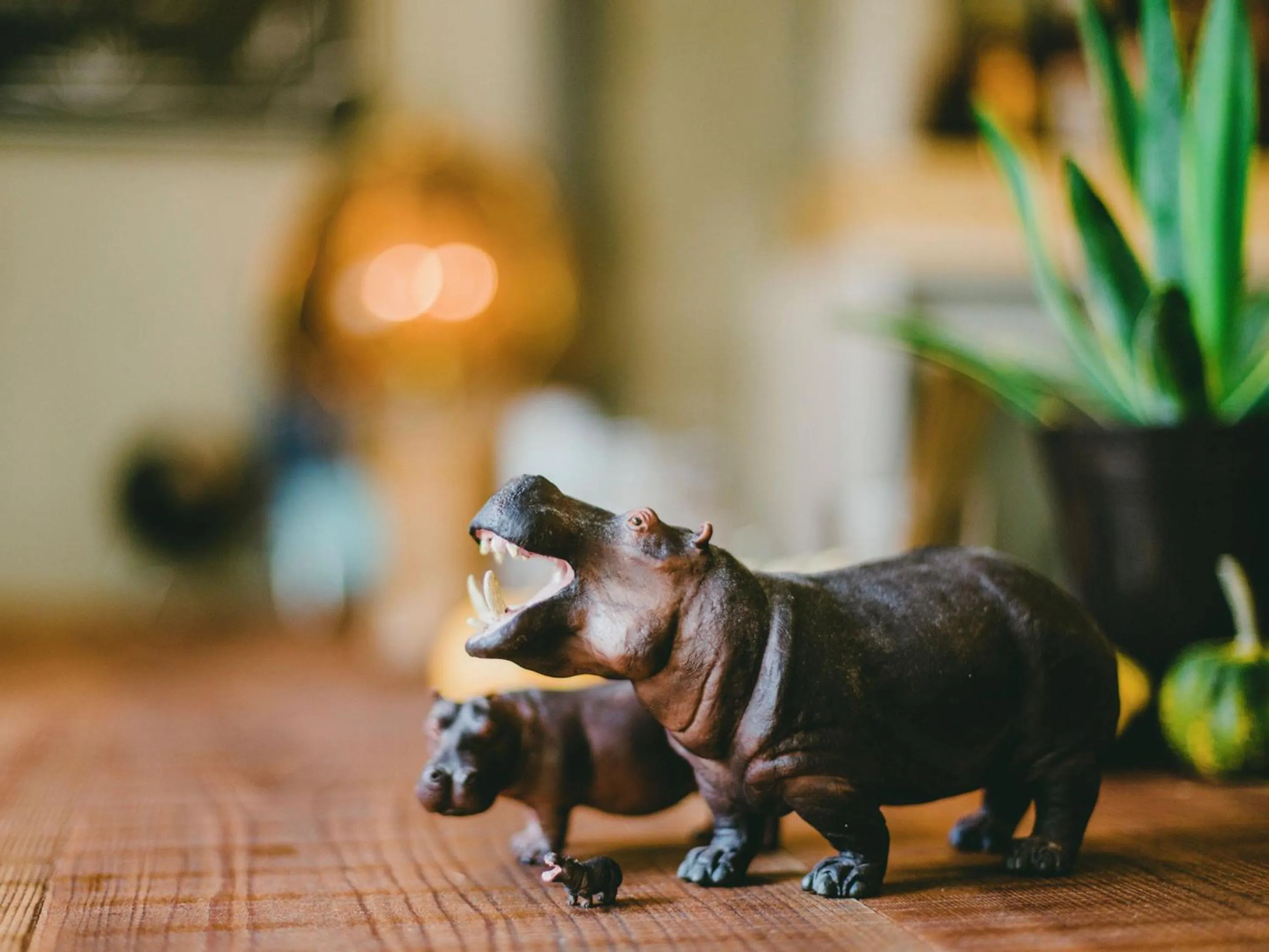 Lounge or bar in Hippo Hostel and Cafe Bar