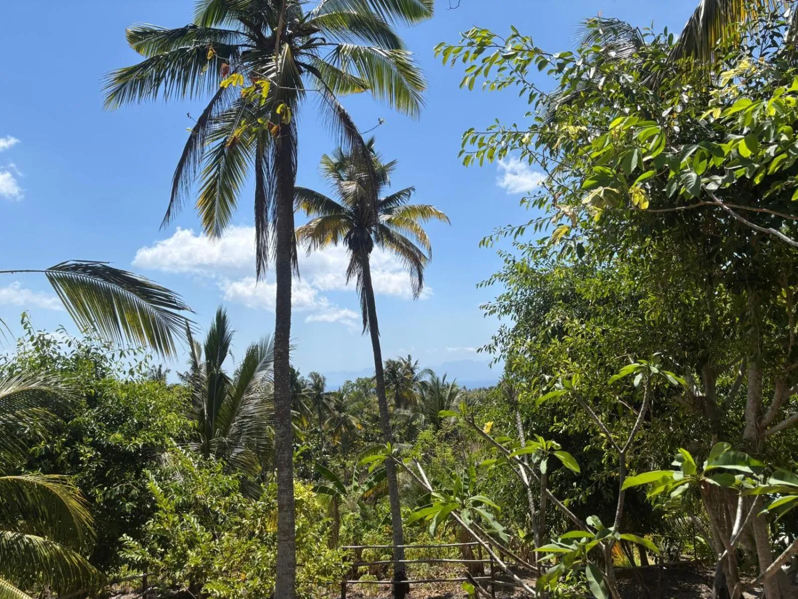 Garden view in Gading Tree House