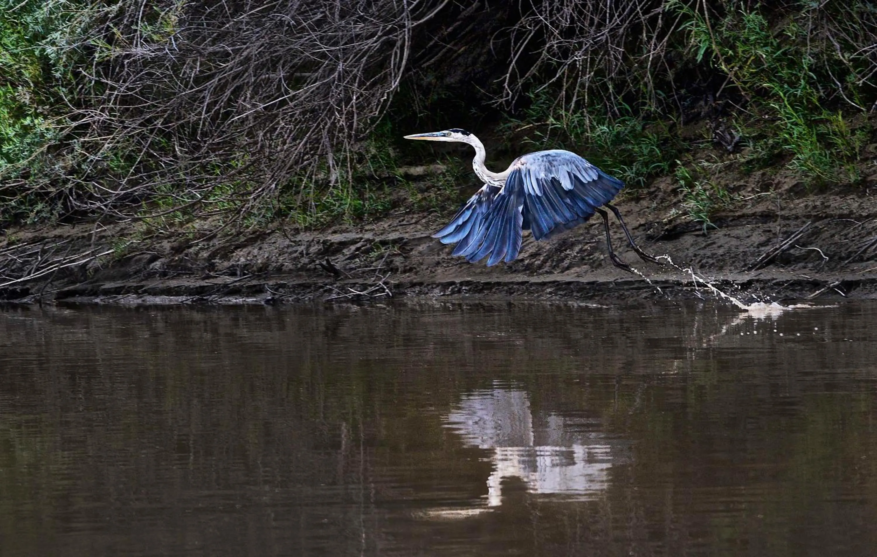 Animals in Quality Inn Yosemite Valley Gateway