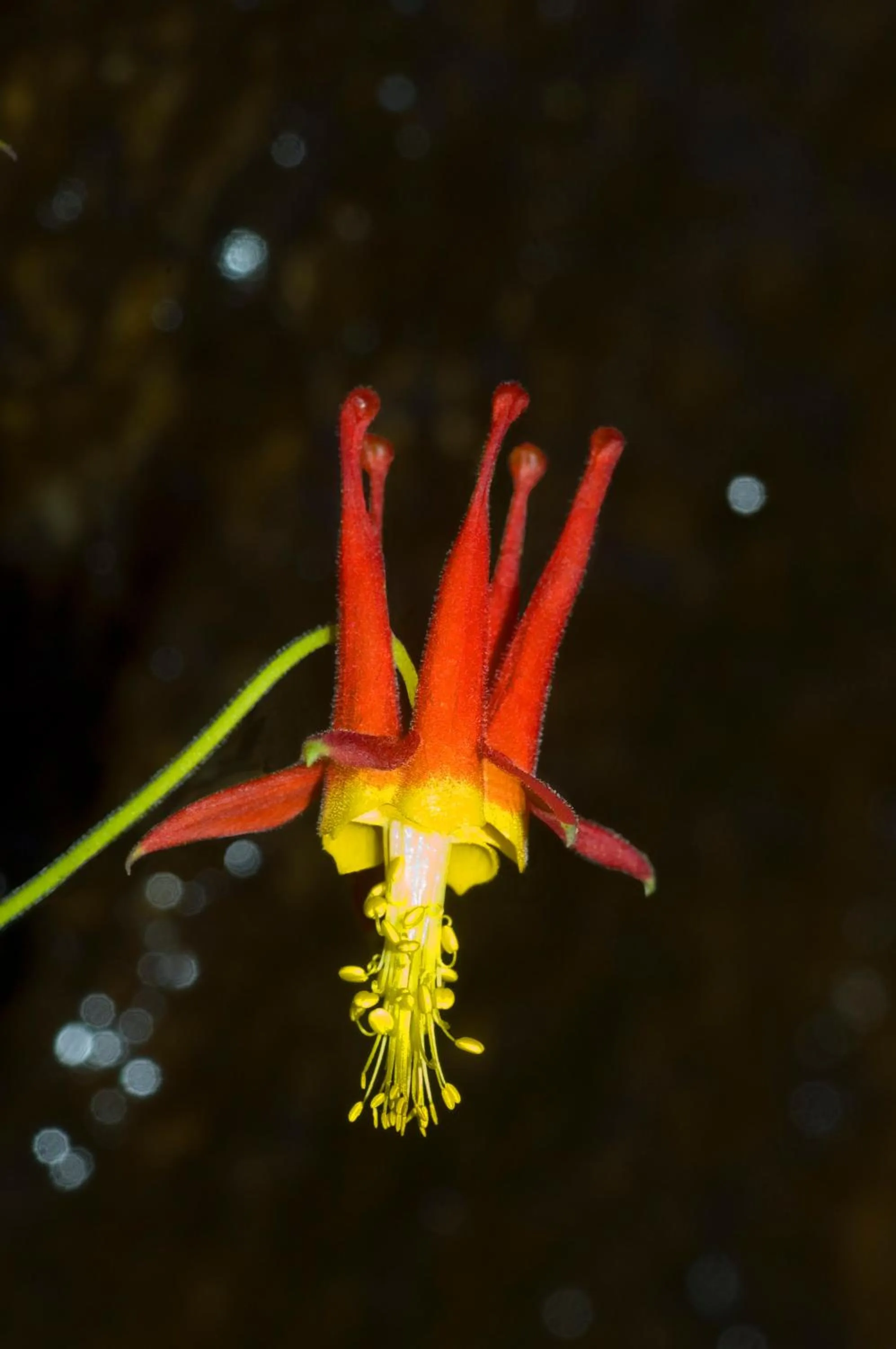 Animals in Quality Inn Yosemite Valley Gateway