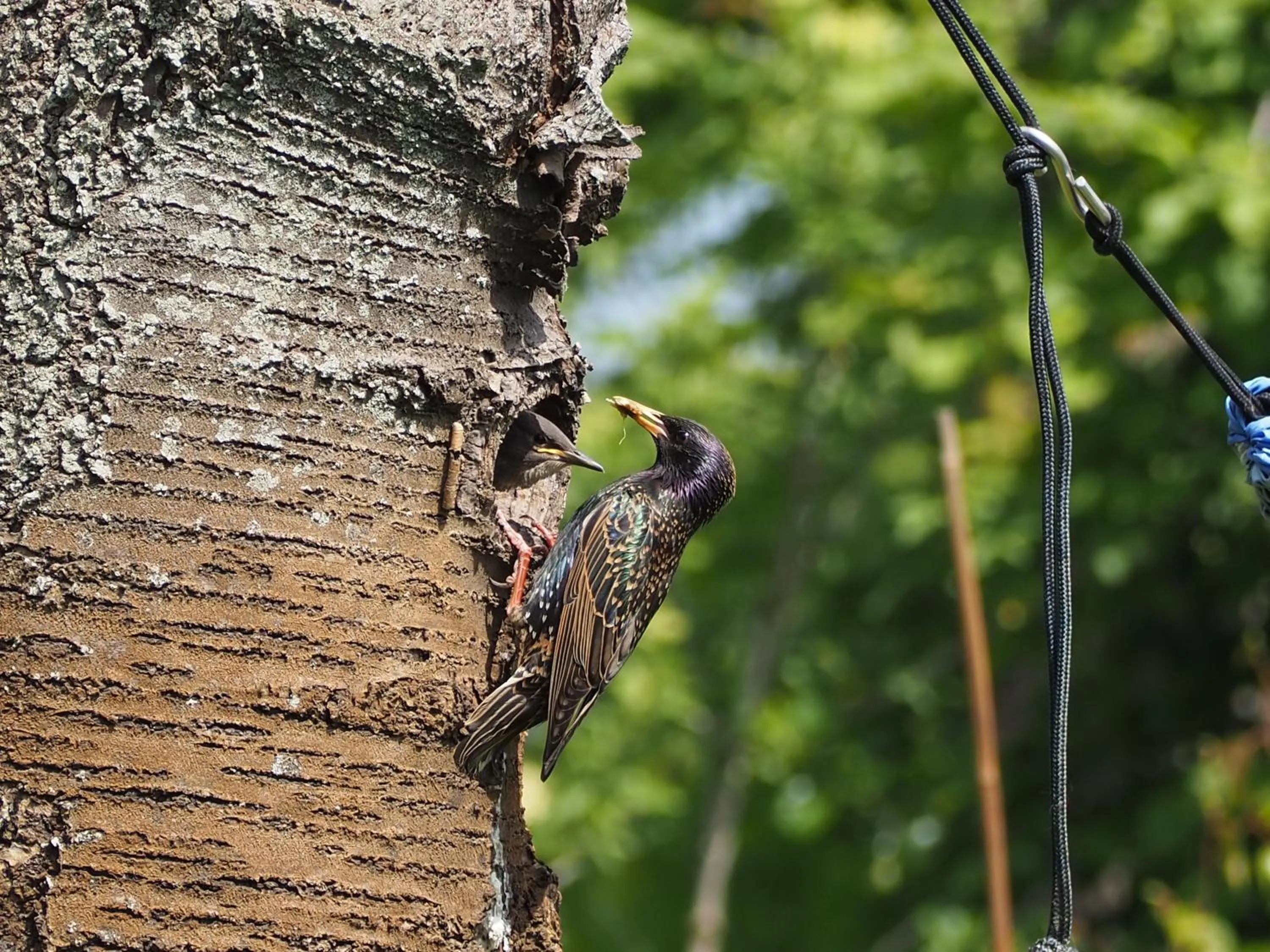 Animals in BnB De Peelvos