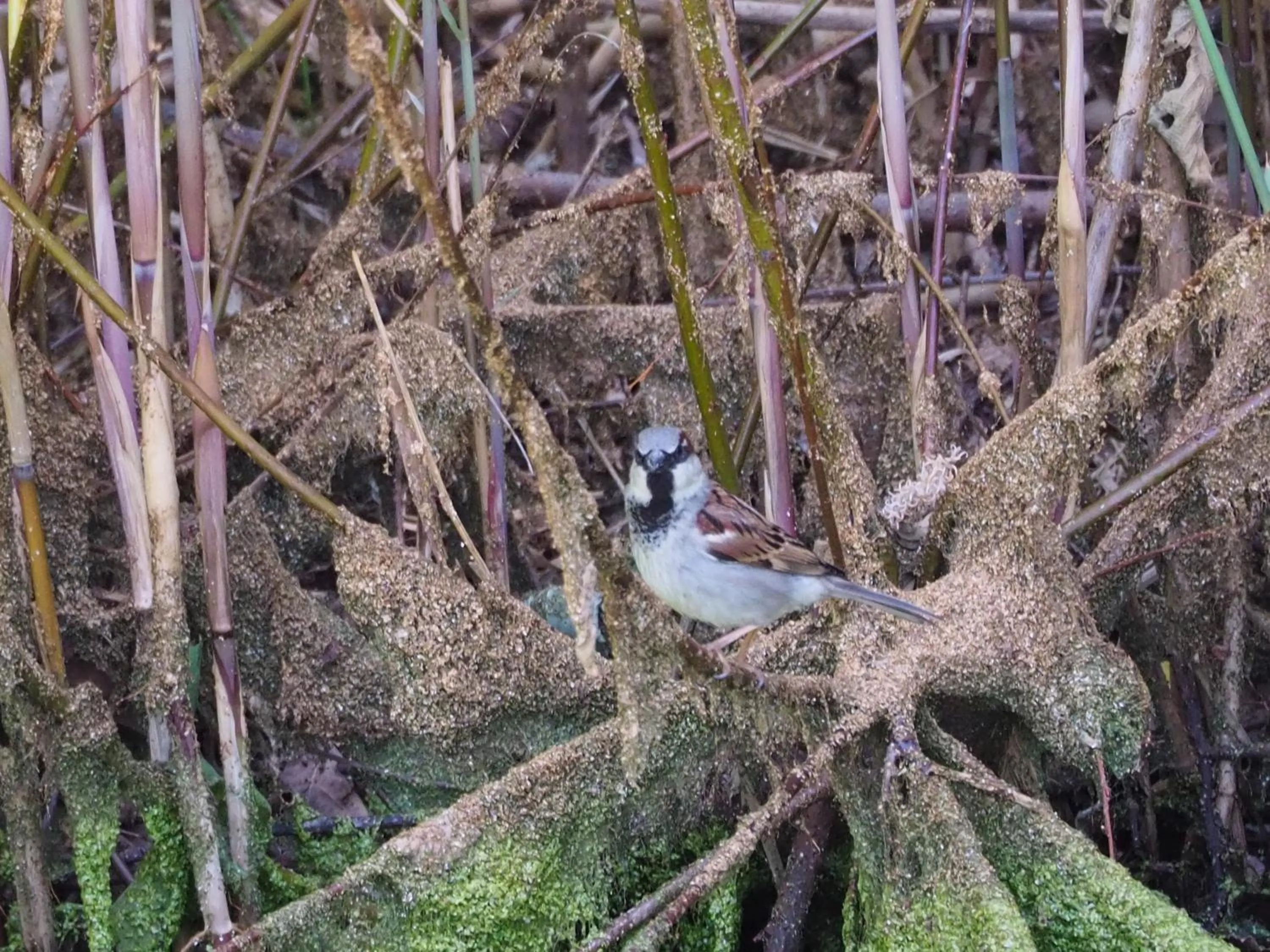 Animals in BnB De Peelvos