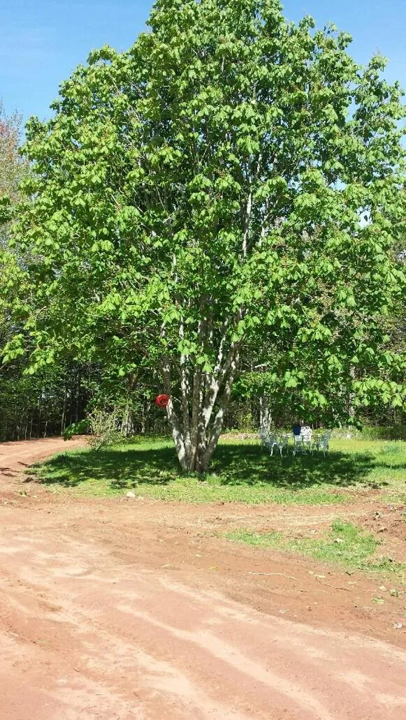 Garden in Chestnut Lane Bed and Breakfast