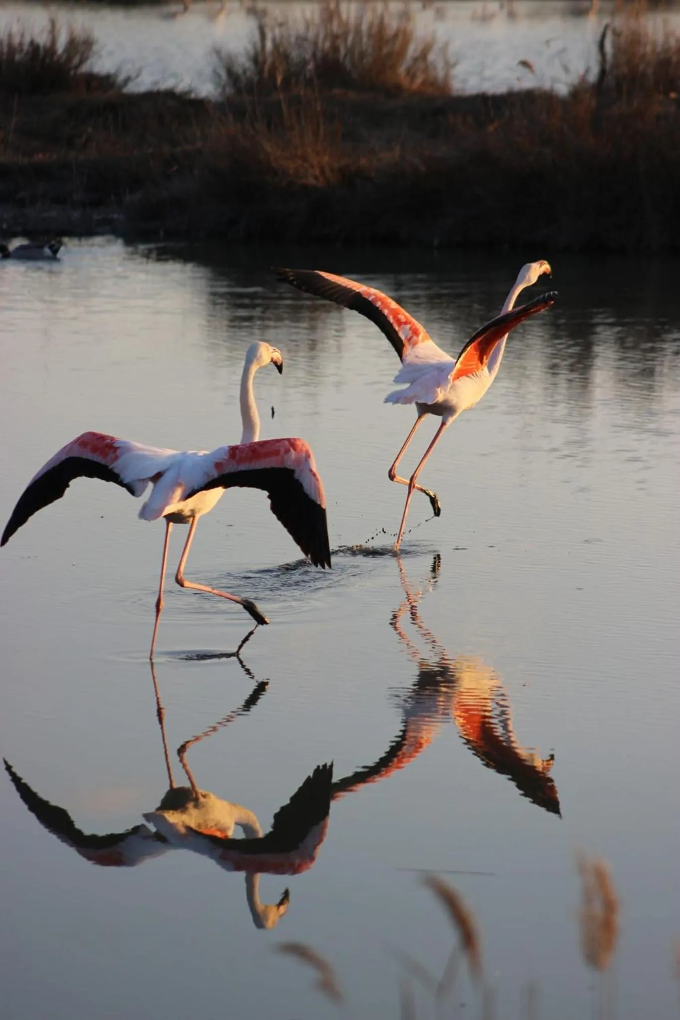 Lou Meinado, un concept "comme à l'hôtel"