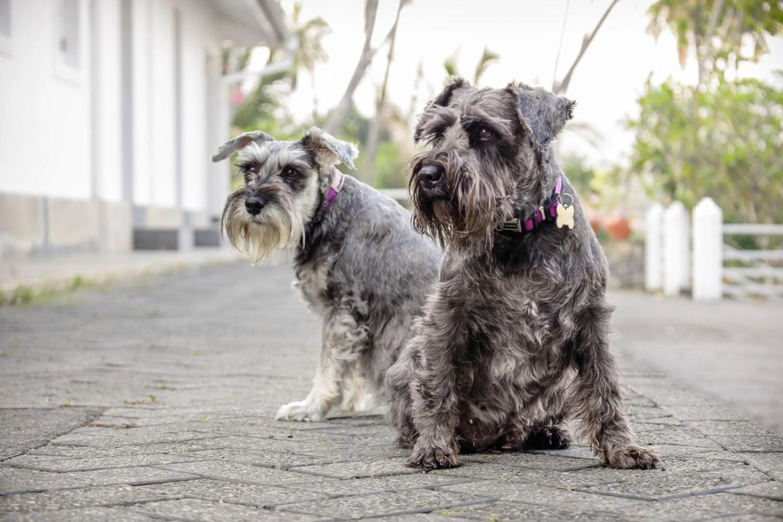 Animals in The Flame Tree Estate & Hotel