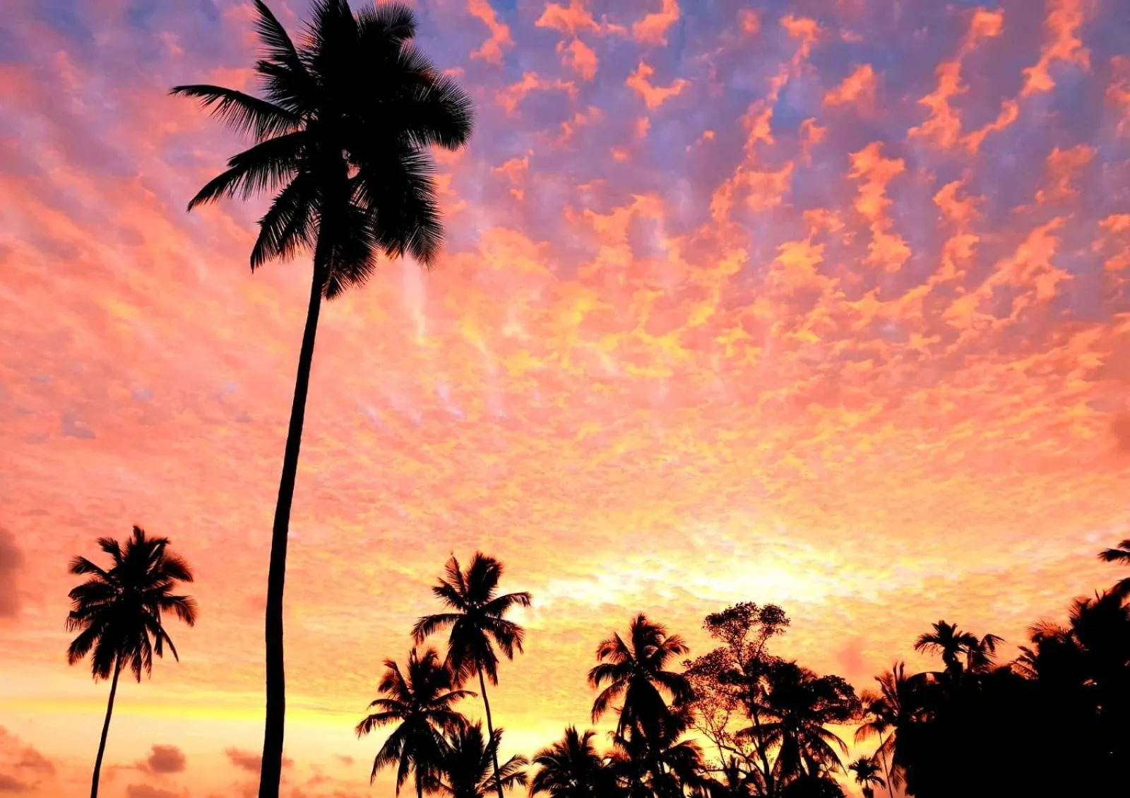 Natural landscape in The Flame Tree Estate & Hotel