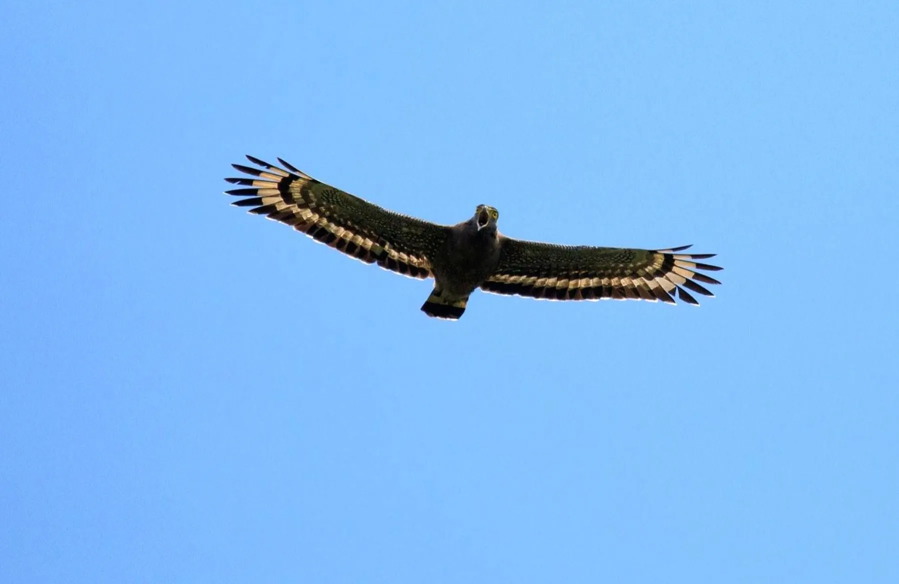 Natural landscape in The Flame Tree Estate & Hotel