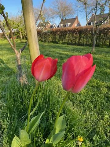 Spring in B&B Boerderij De Vaete - Duurzaam genieten in de zak van Zuid-Beveland