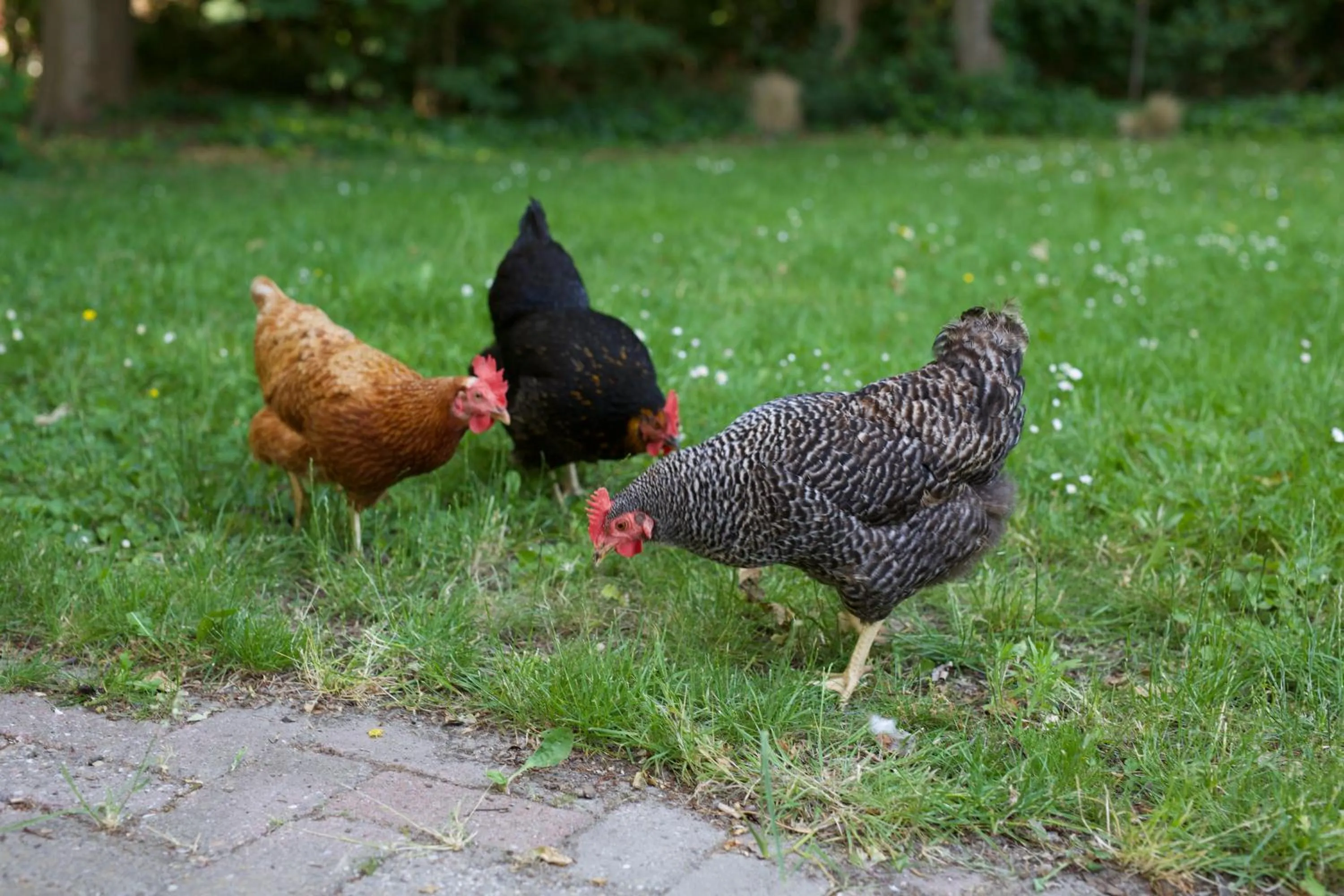 Animals in B&B Boerderij De Vaete - Duurzaam genieten in de zak van Zuid-Beveland