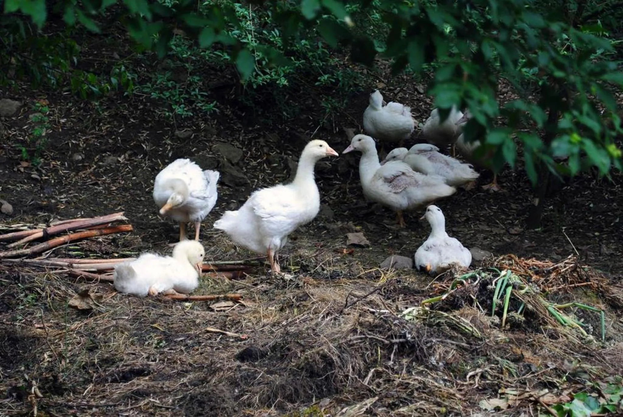 Animals in LA PROVIDENCE, chambres d'hôtes