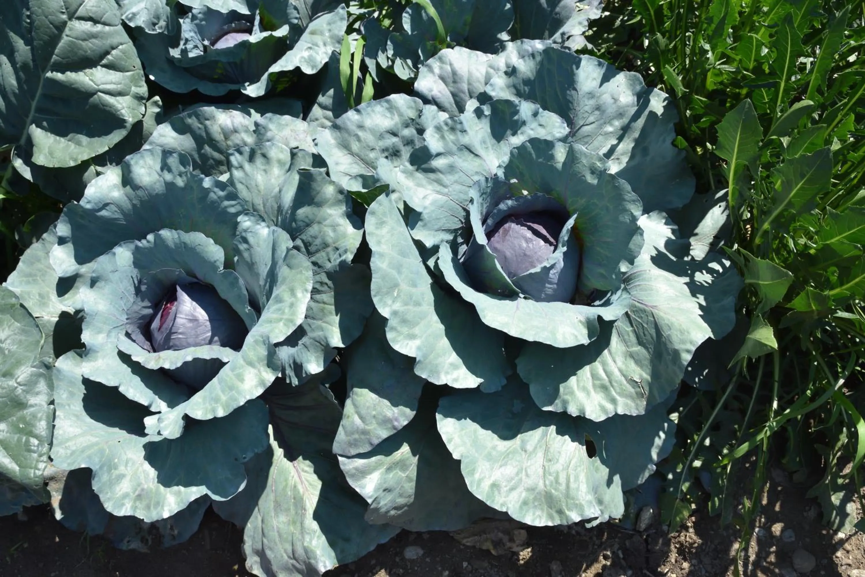 Agriturismo Il Colle