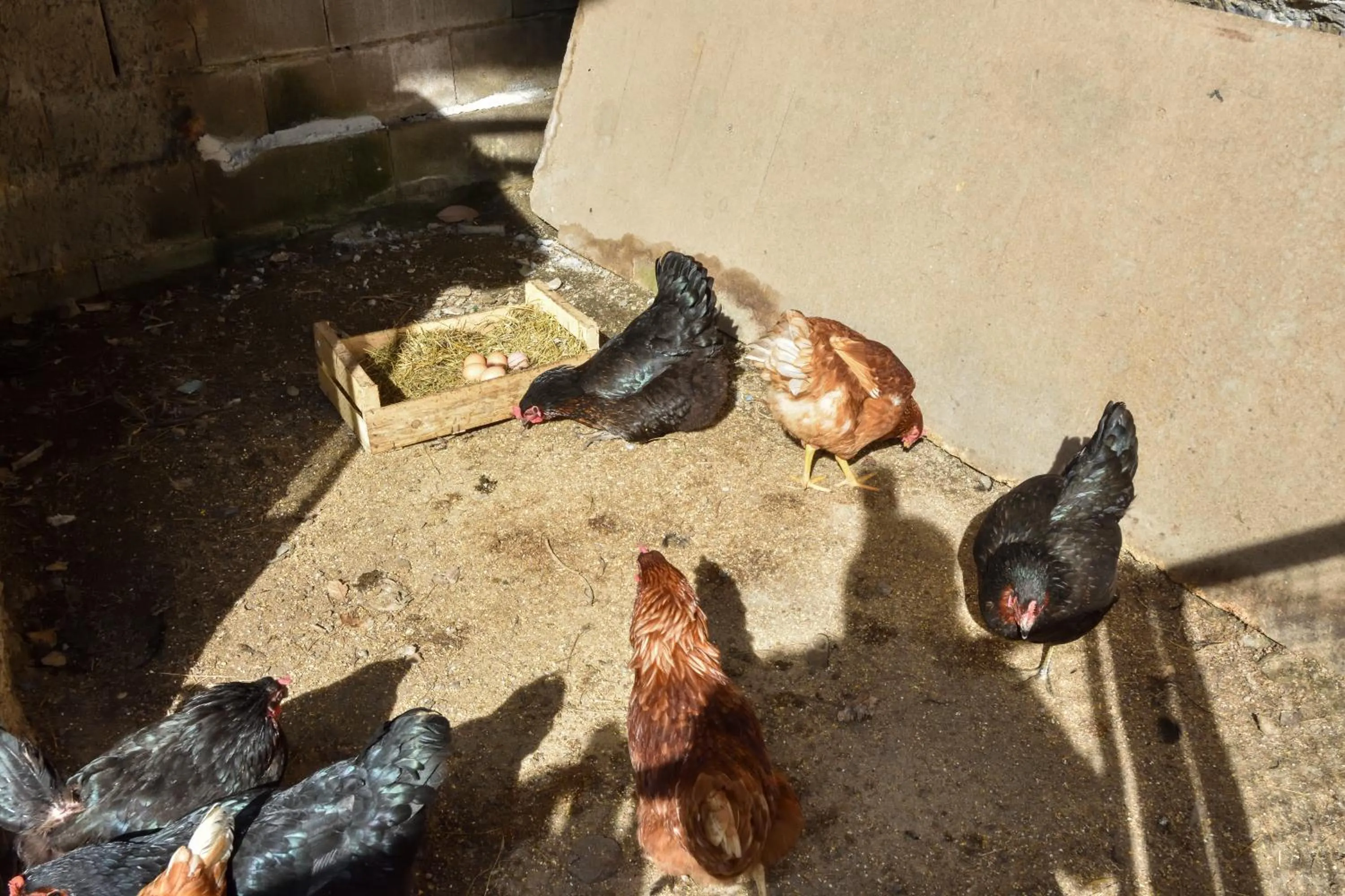 Food and drinks in Agriturismo Il Colle