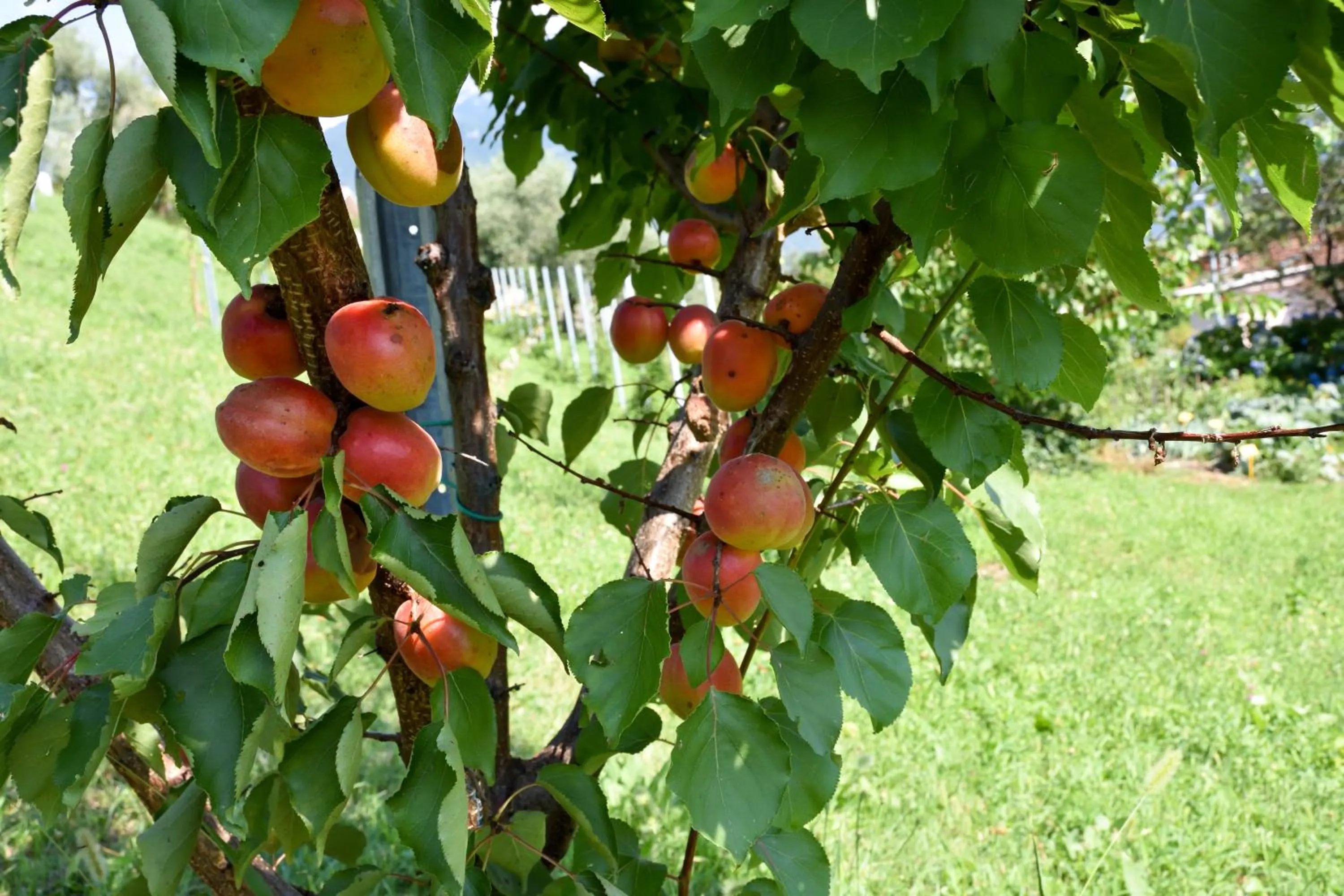 Garden in Agriturismo Il Colle