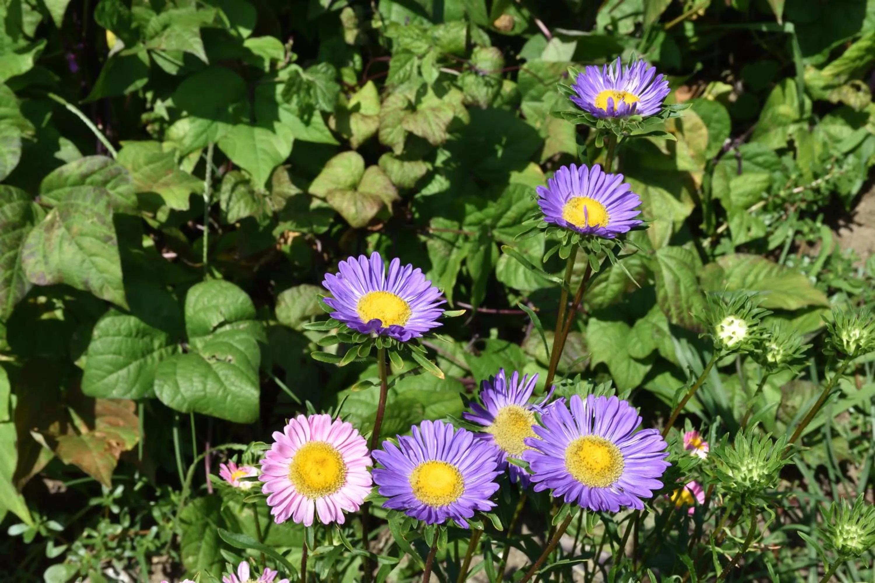 Garden in Agriturismo Il Colle