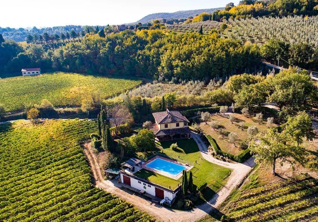 The Grapevine by MANVI