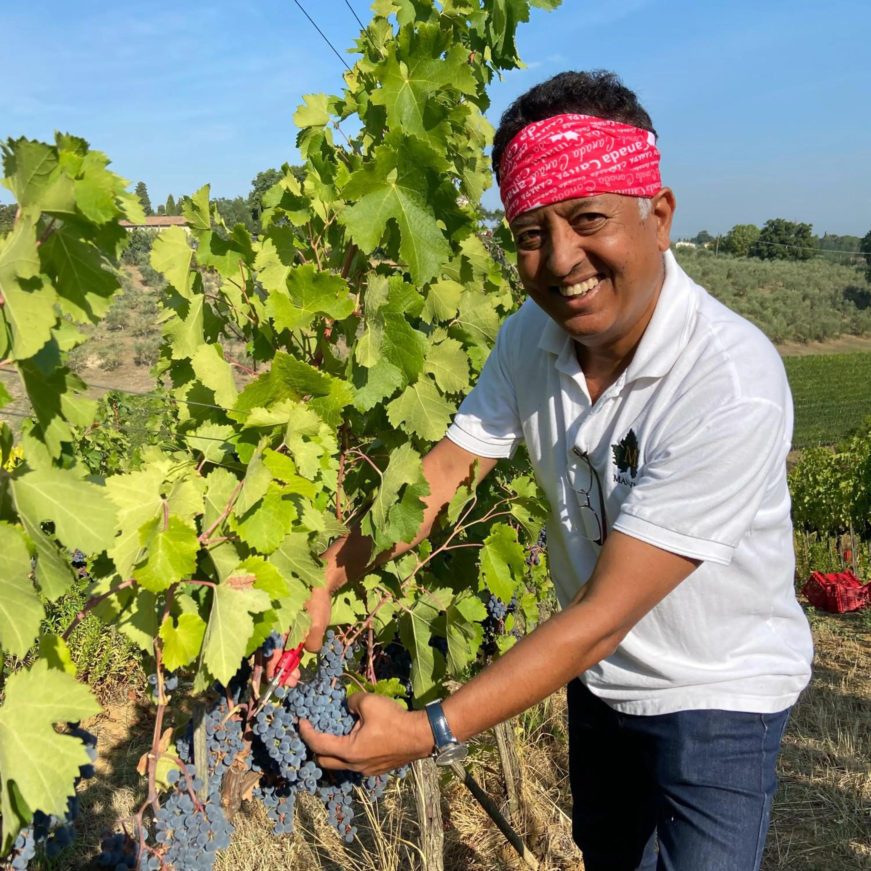 The Grapevine by MANVI