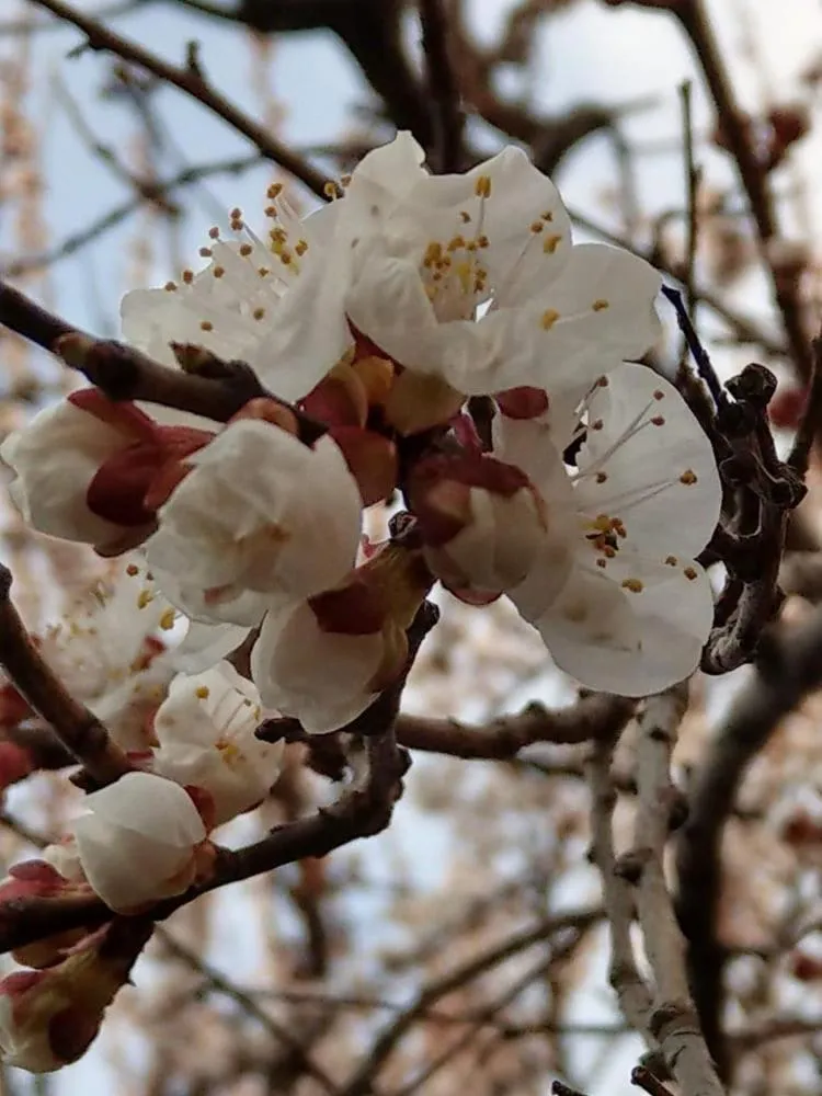 Li Yes Yerevan hotel