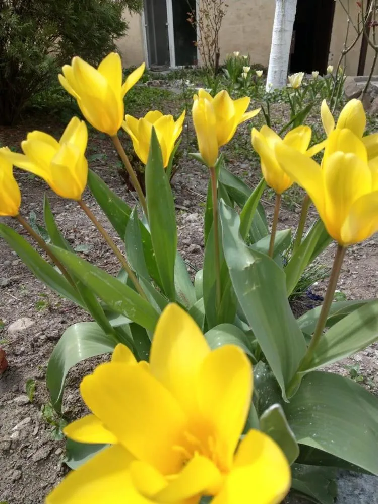 Li Yes Yerevan hotel