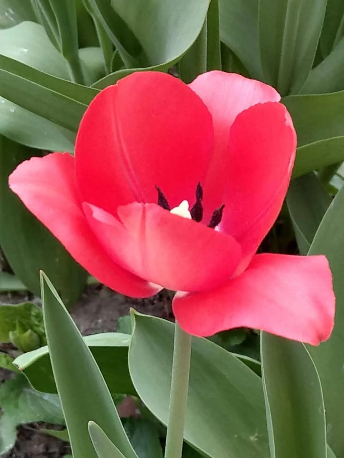 Li Yes Yerevan hotel