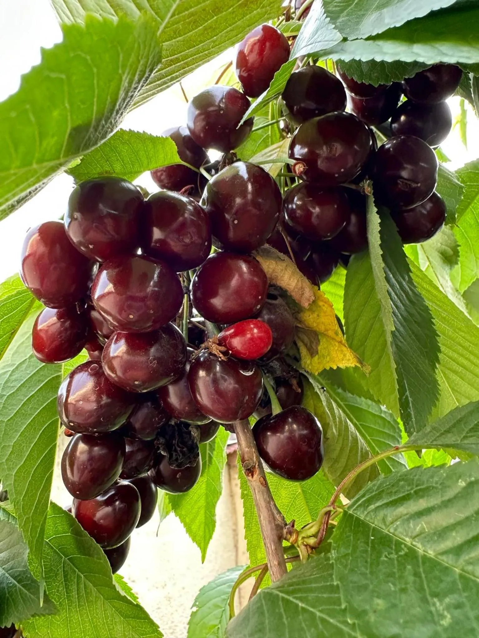 Li Yes Yerevan hotel