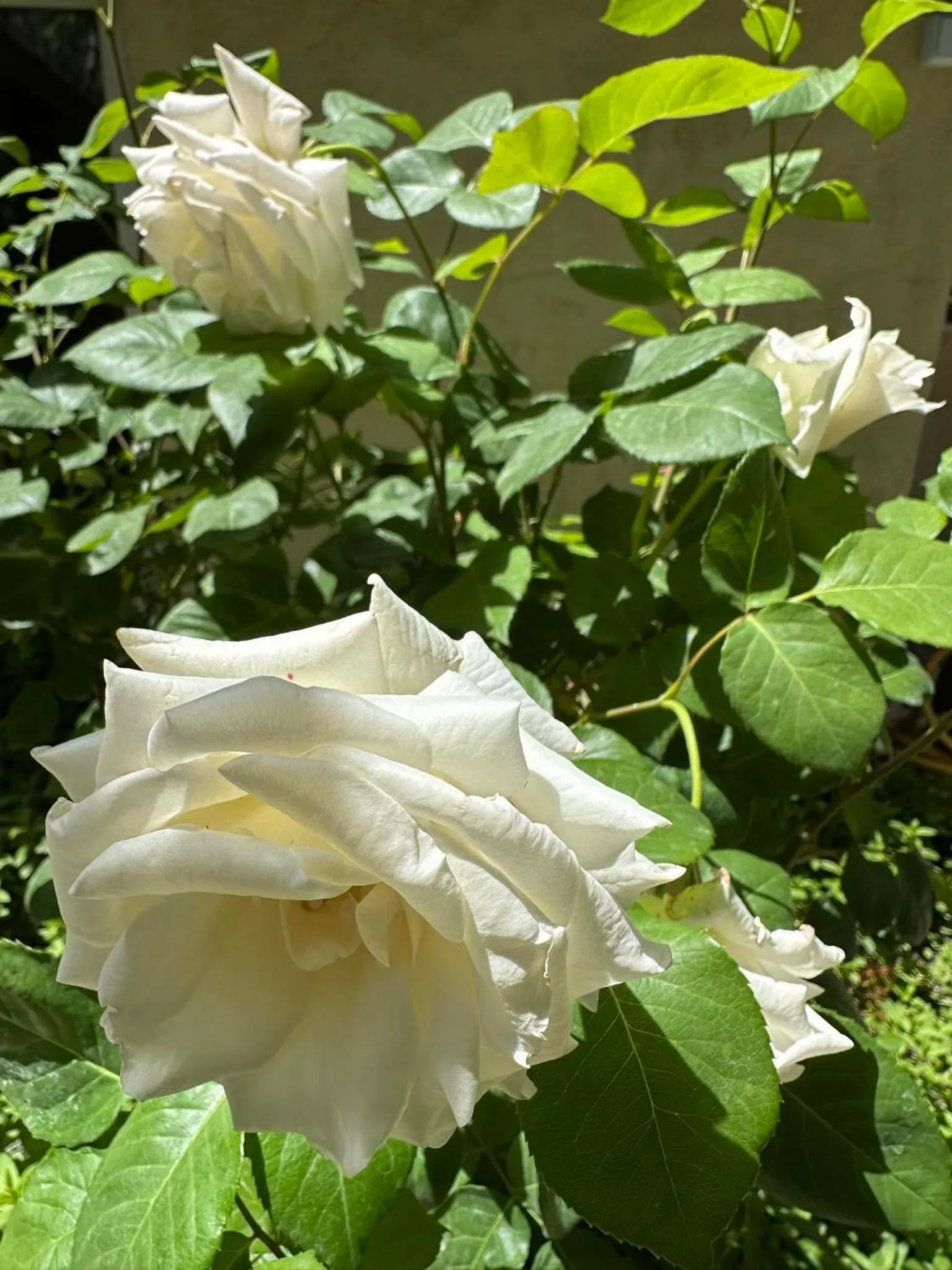 Li Yes Yerevan hotel