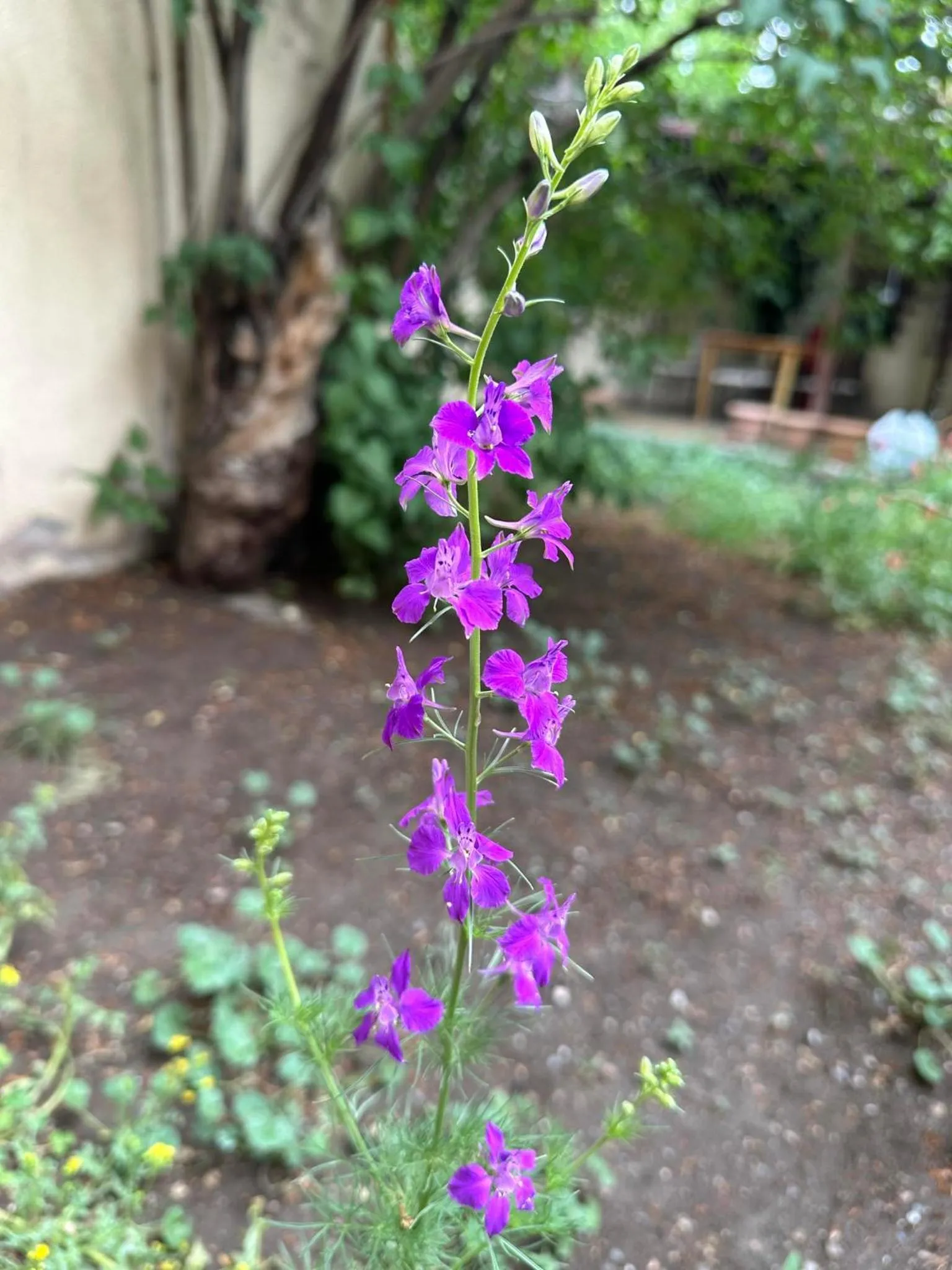 Li Yes Yerevan hotel