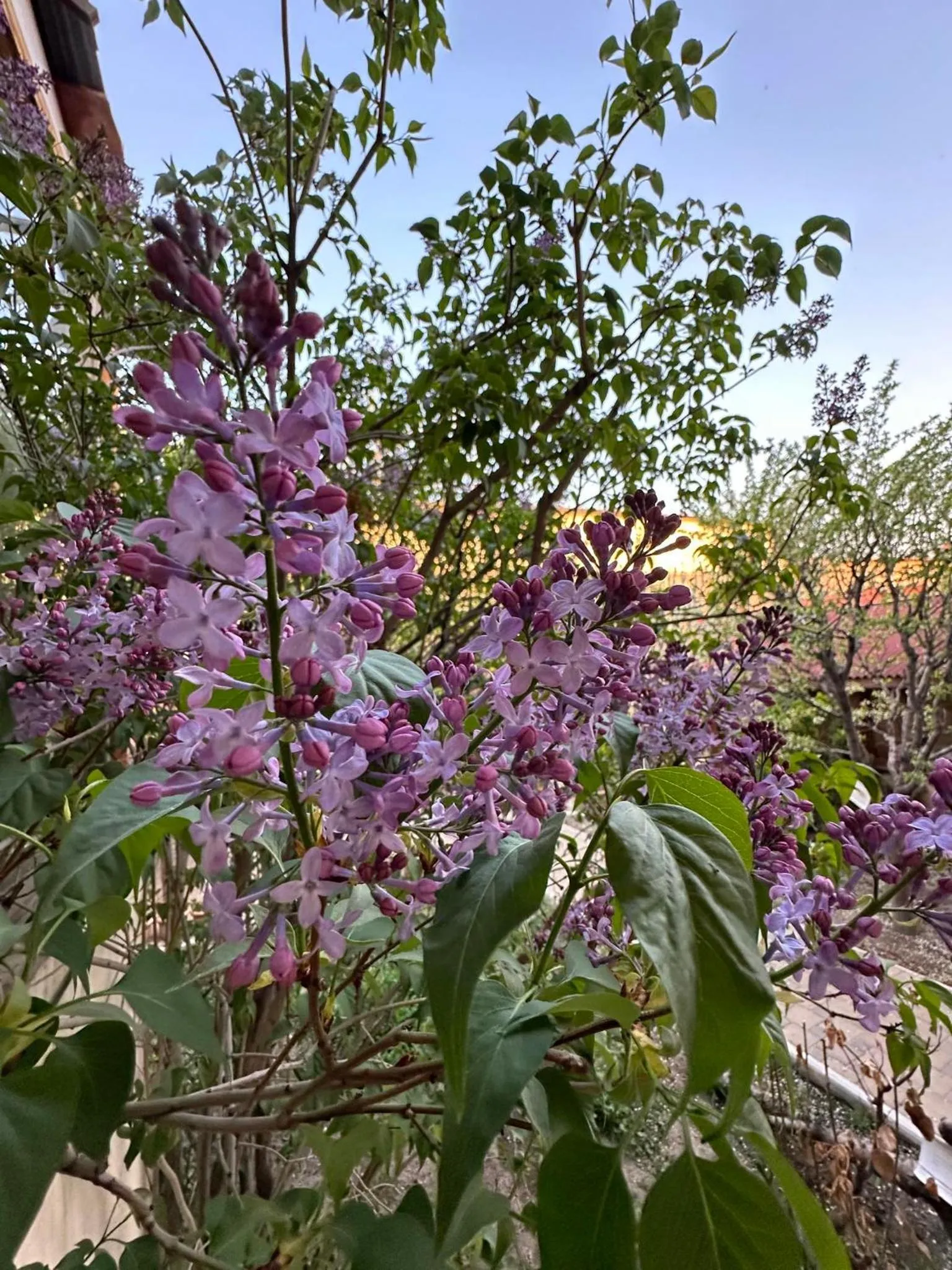 Li Yes Yerevan hotel