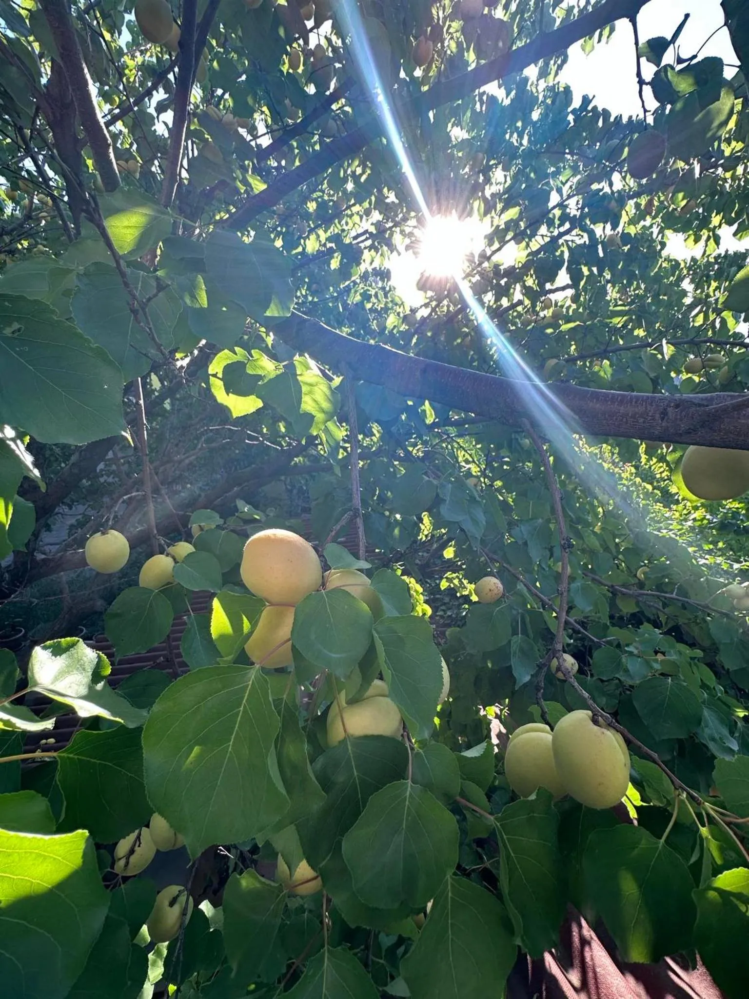 Li Yes Yerevan hotel
