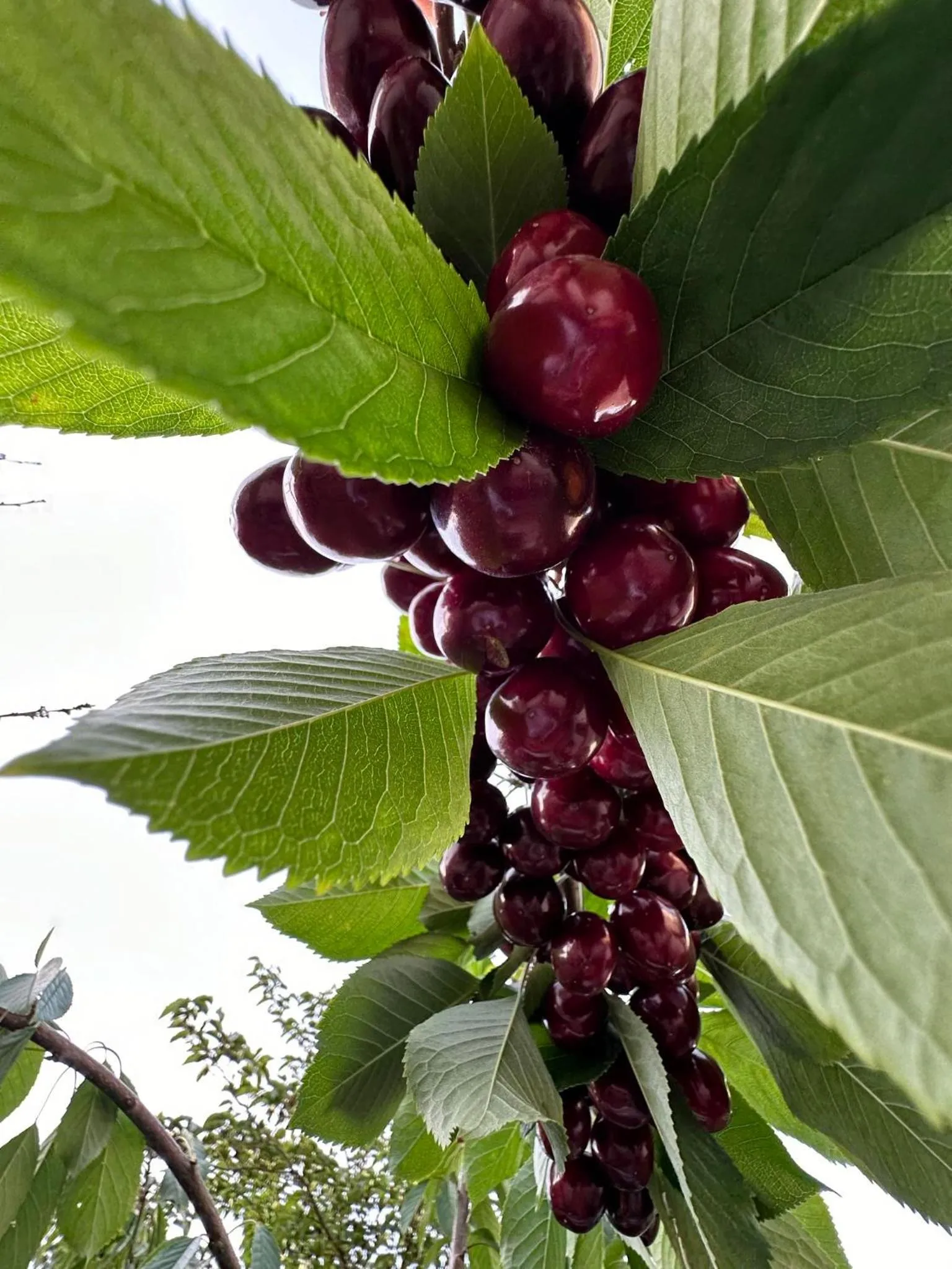 Li Yes Yerevan hotel