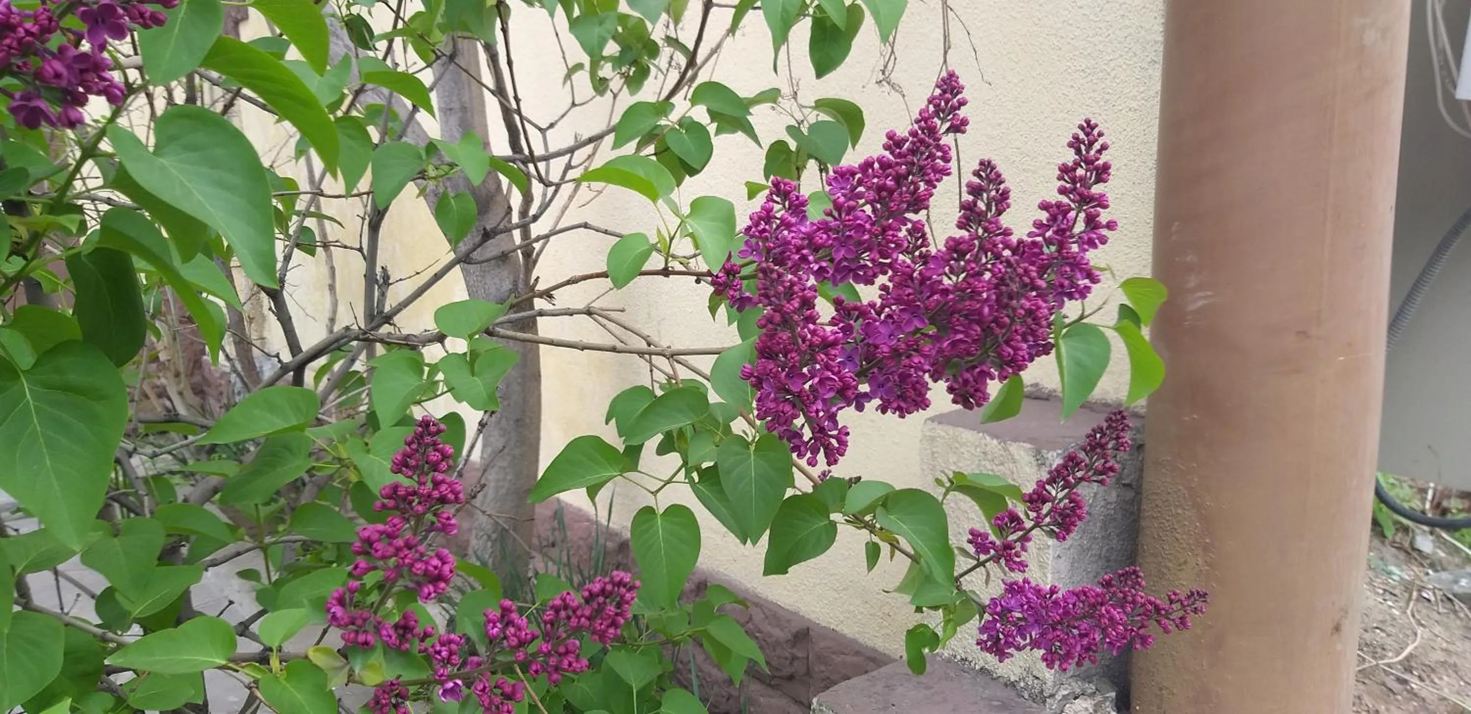 Li Yes Yerevan hotel